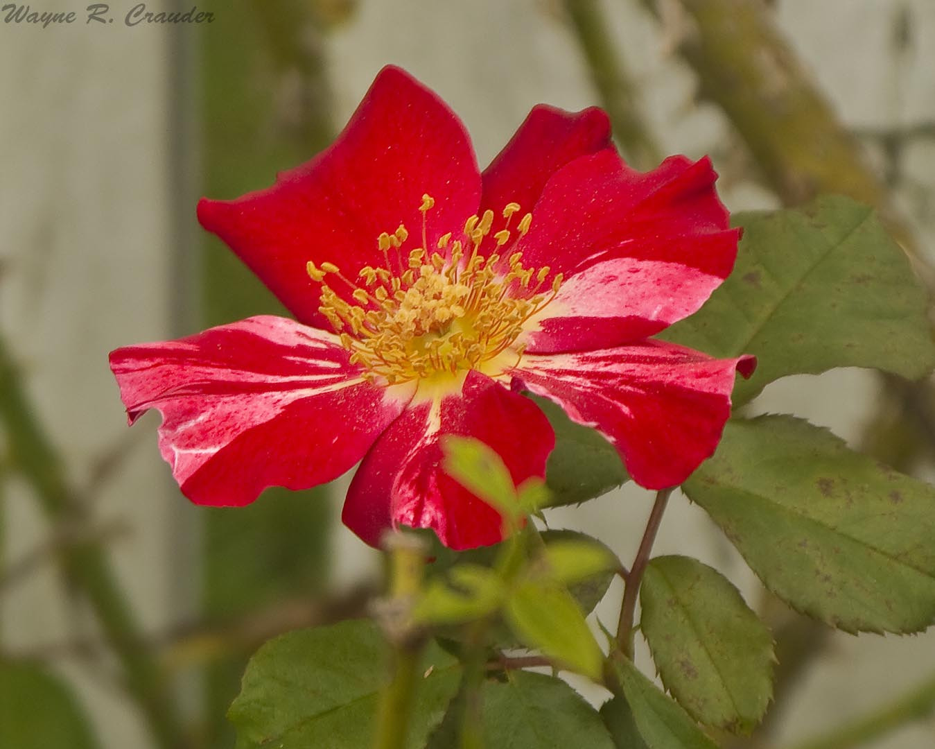 Panasonic Lumix DMC-GF5 sample photo. Western kentucky botanical garden photography