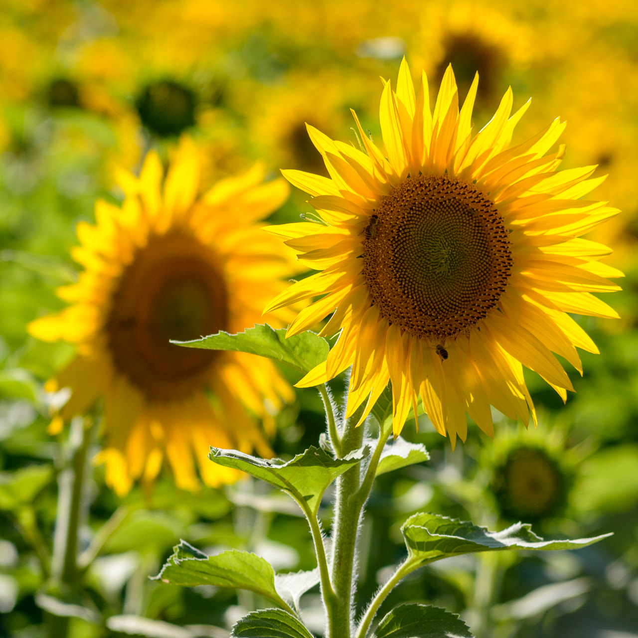 AF Nikkor 70-210mm f/4-5.6 sample photo. Tournesols photography