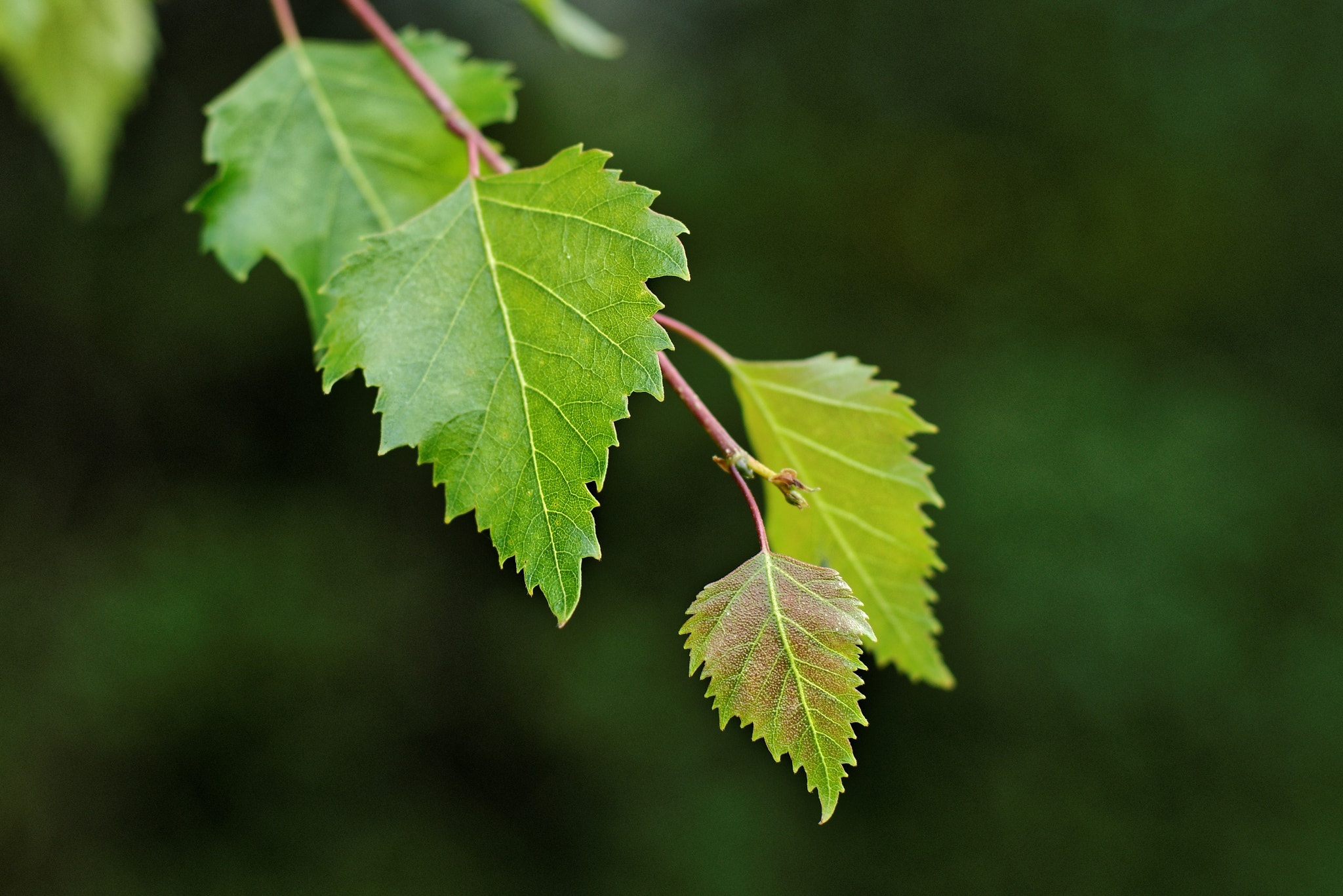 Voigtlander Nokton 58mm F1.4 SLII sample photo. D8e_6223.jpg photography