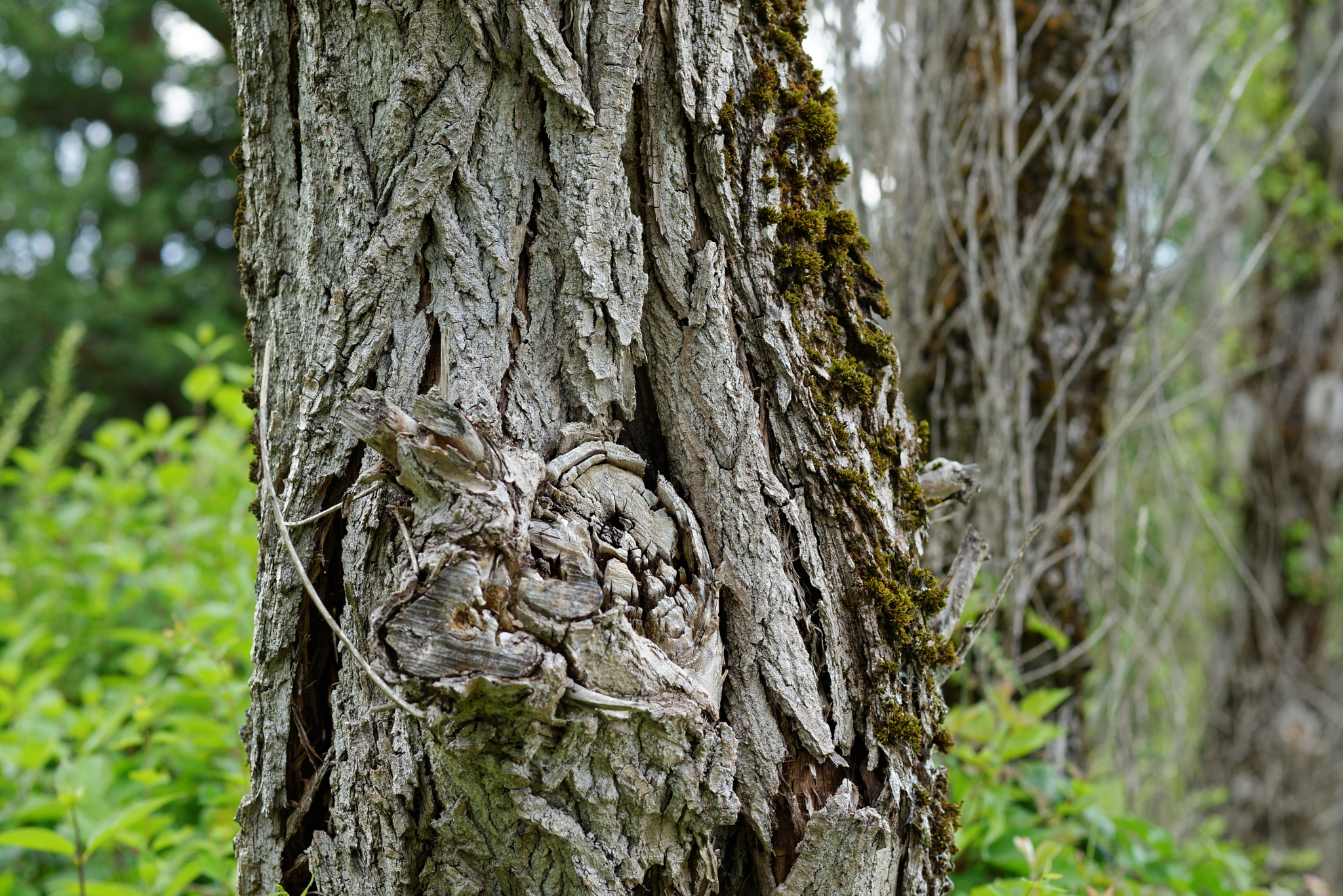 Voigtlander Nokton 58mm F1.4 SLII sample photo. D8e_6195.jpg photography