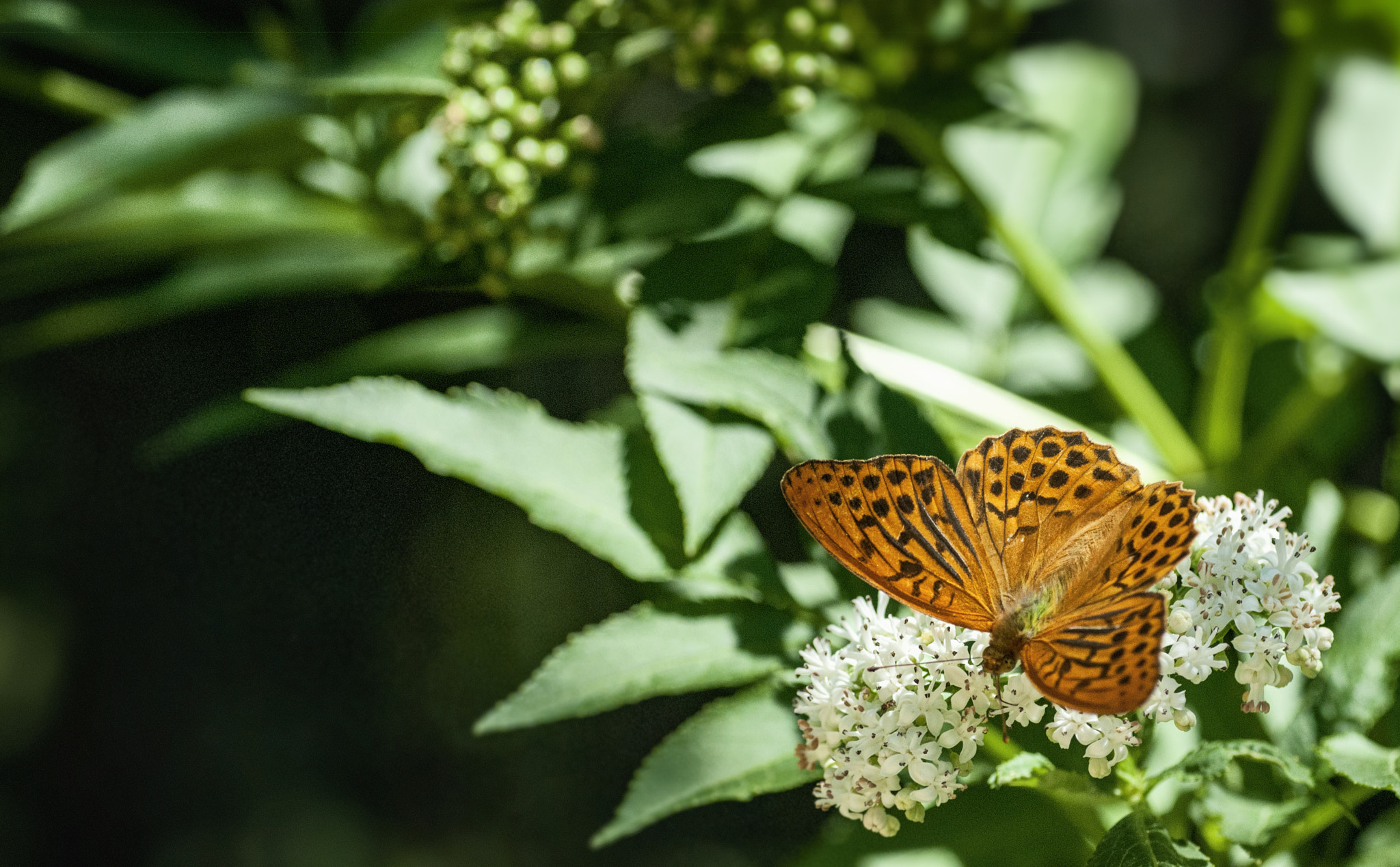 Tamron SP AF 90mm F2.8 Di Macro sample photo. Butterfly photography