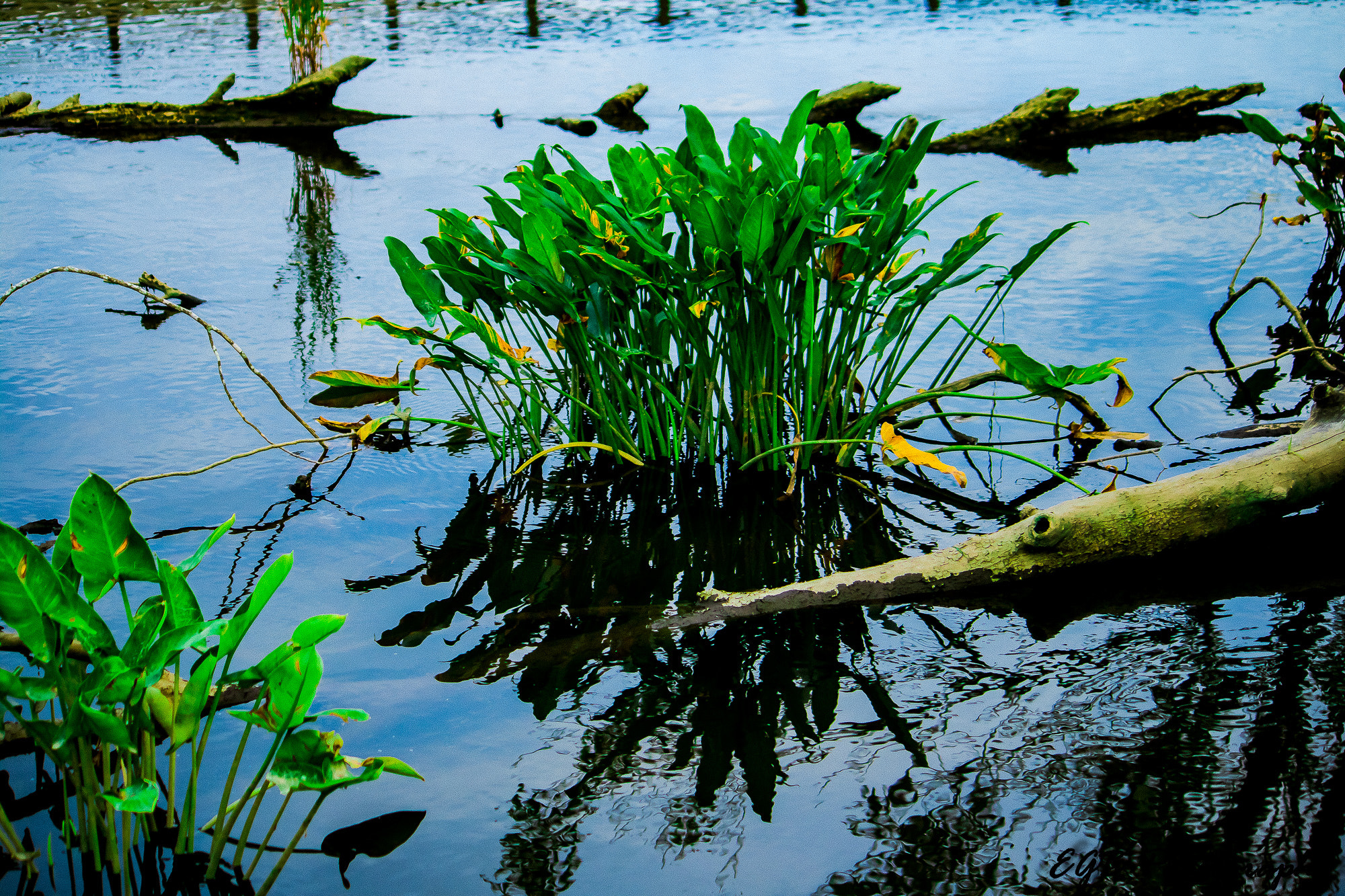 Canon EF-S 55-250mm F4-5.6 IS sample photo. Water reflections of life photography