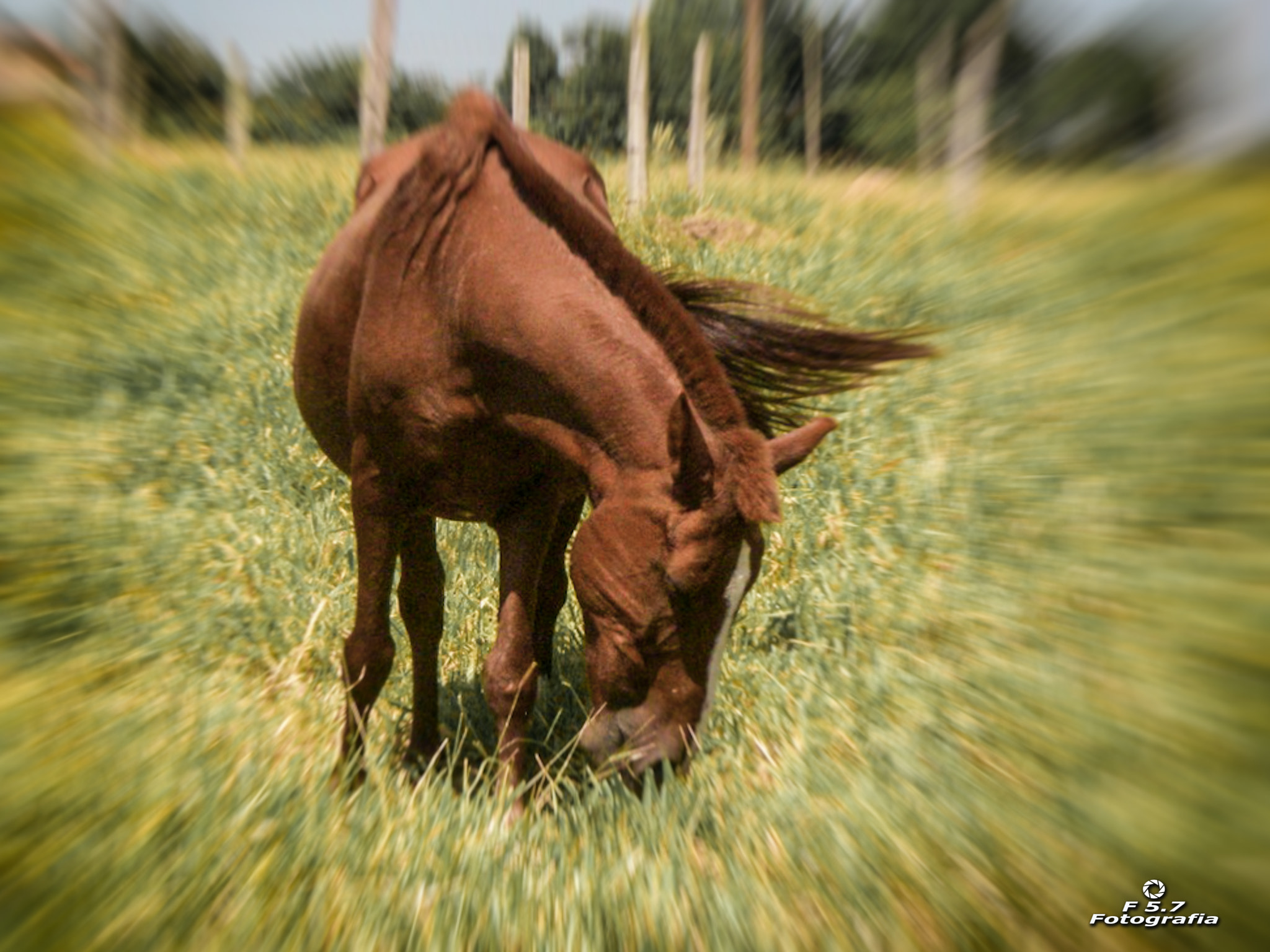 Pentax OPTIO W10 sample photo. Horse photography