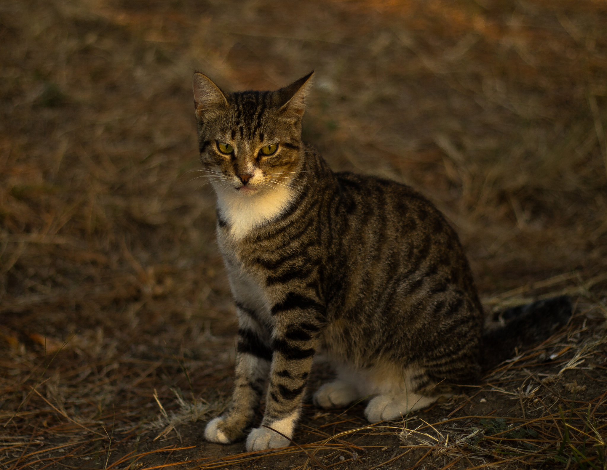 Canon EOS 60D + Canon EF 50mm F1.8 II sample photo. Cat photography