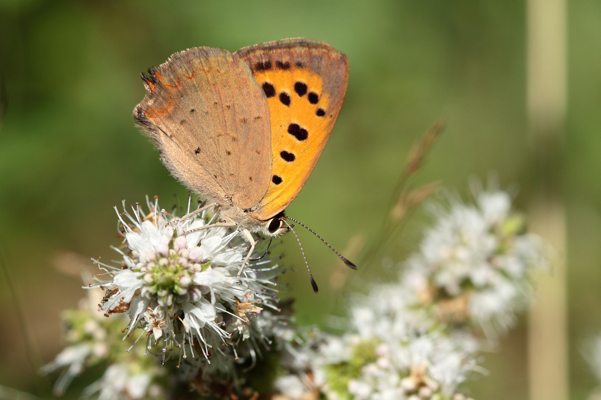 Canon EOS 50D + Canon EF 100mm F2.8L Macro IS USM sample photo. The common copper , lycaena phlaeas photography