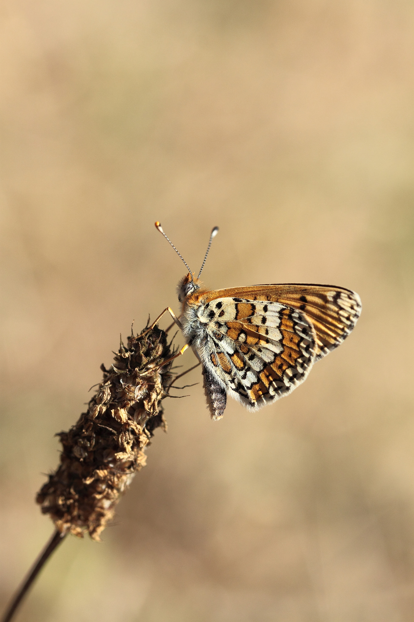 Canon EOS 50D + Canon EF 100mm F2.8L Macro IS USM sample photo. Glanville fritillary, la melitée du plantain photography