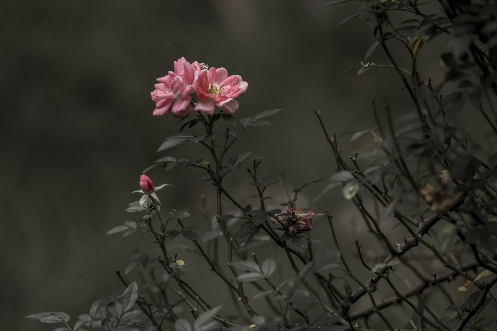 Canon EF 35-80mm f/4-5.6 sample photo. Rose photography