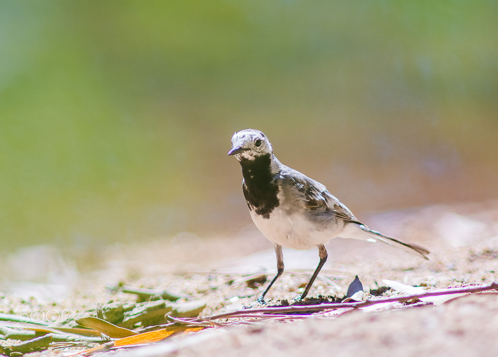AF Nikkor 300mm f/4 IF-ED sample photo. White wagtail photography
