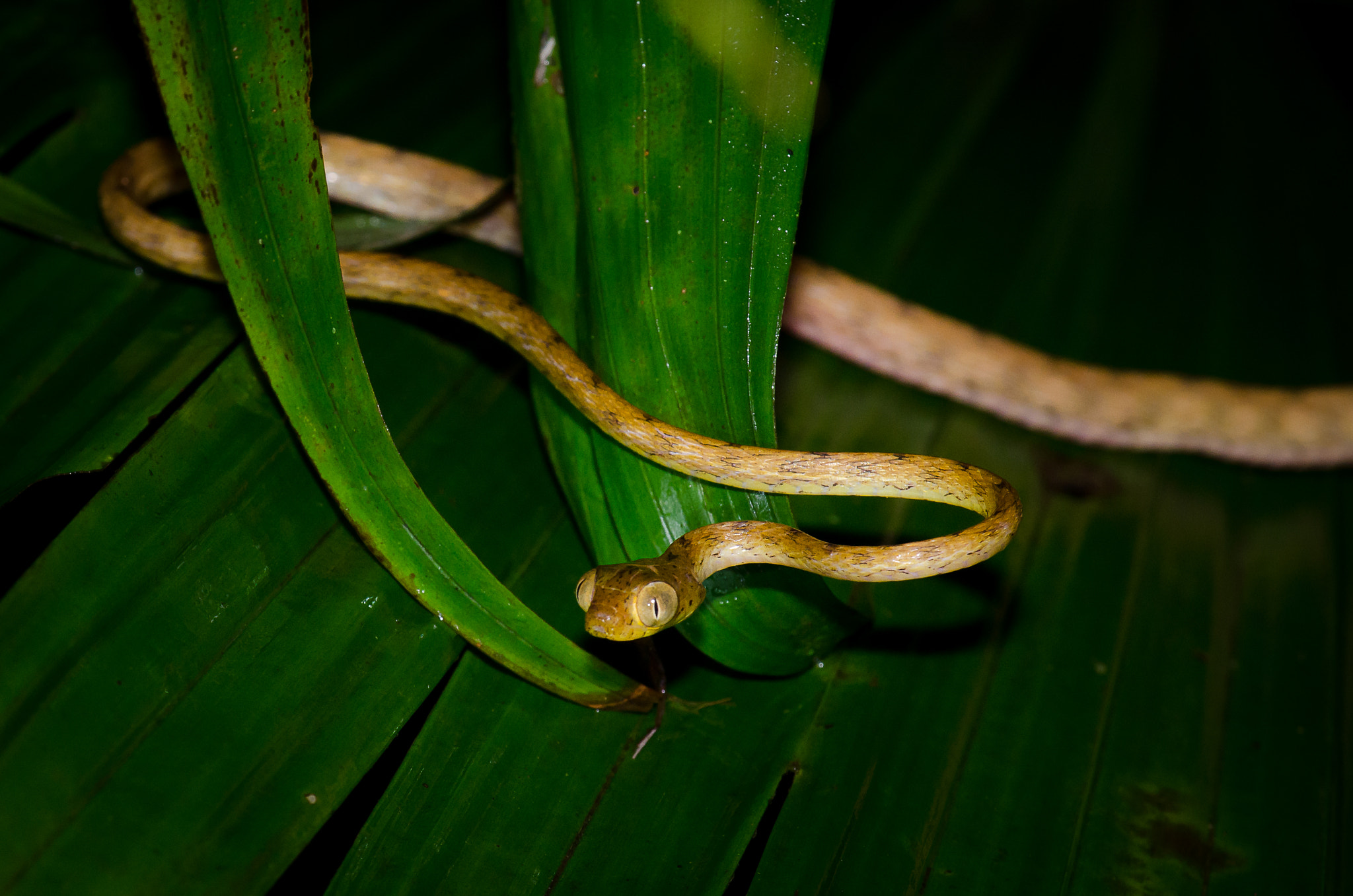 Nikon AF-S Nikkor 70-200mm F4G ED VR sample photo. Slithering photography