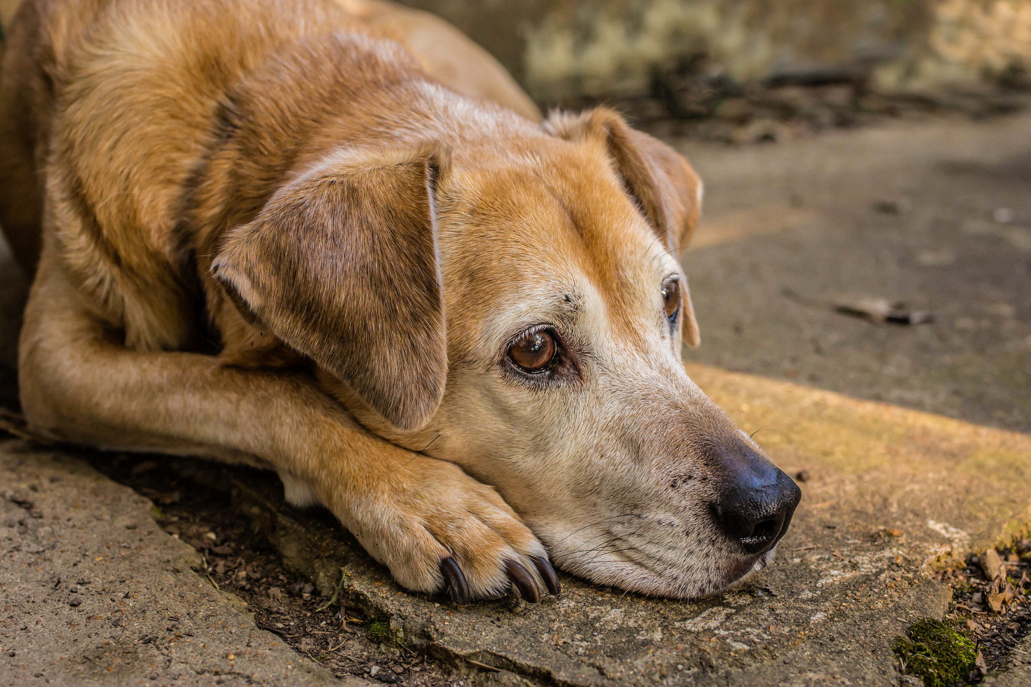 Tamron SP 45mm F1.8 Di VC USD sample photo. Old lab mix photography