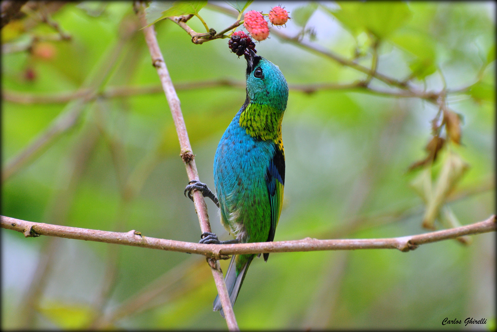 Nikon D3000 sample photo. Birds of brazil- saira sete cores (tangara seledon), green-headed tanager. photography