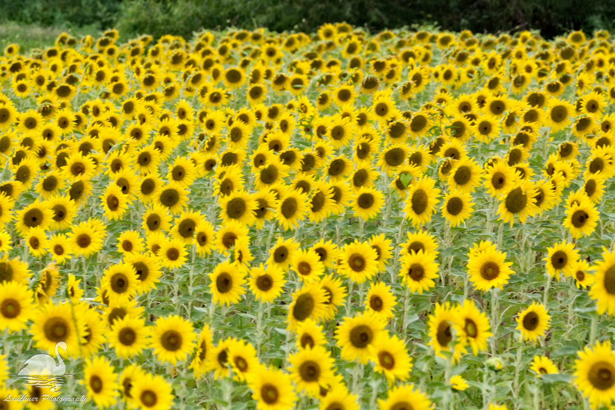 Sigma 150-600mm F5-6.3 DG OS HSM | C sample photo. Sunflower field photography