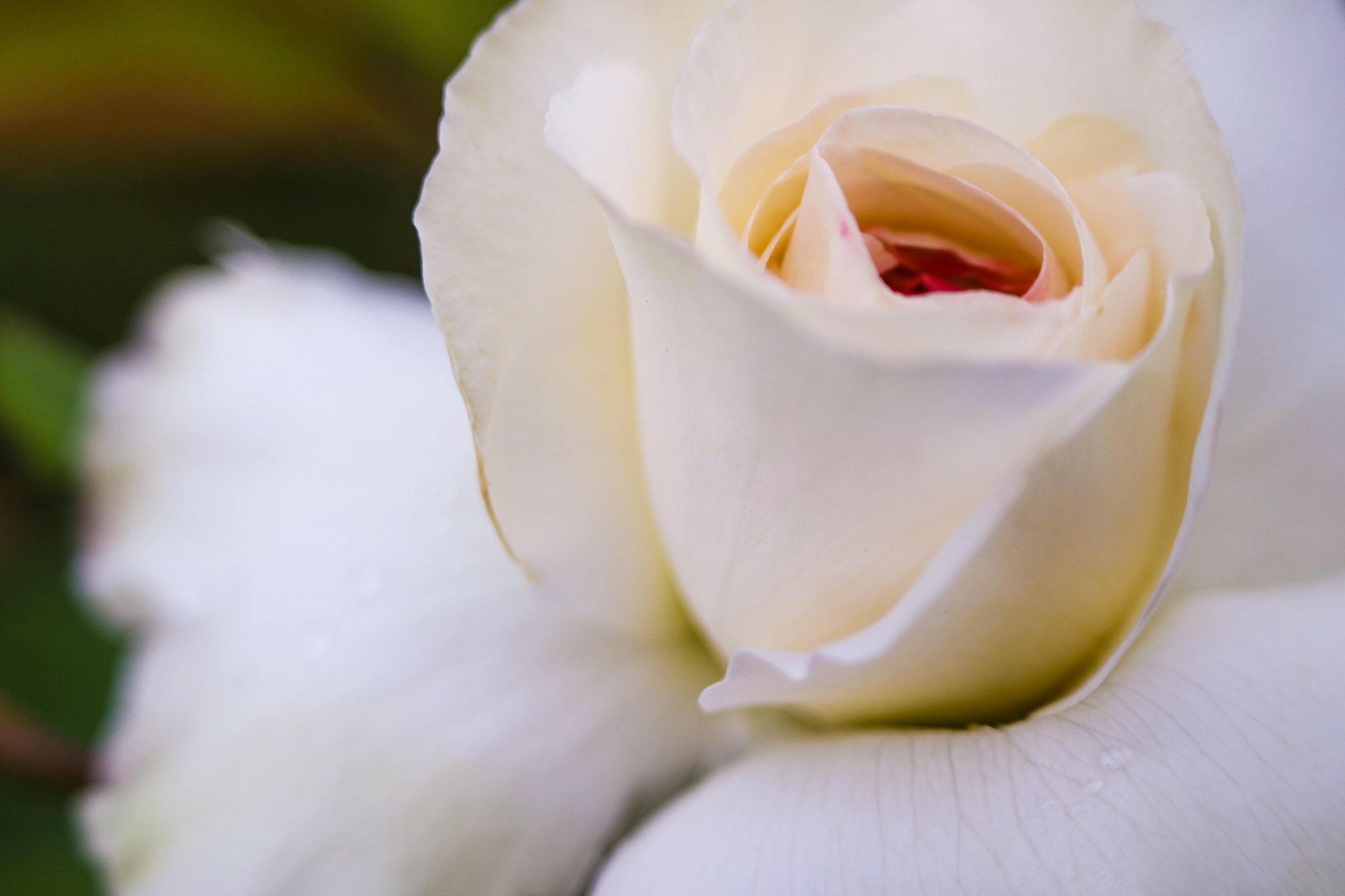 Samsung NX3300 + NX 50-200mm F4-5.6 sample photo. Beautiful white rose from the b&b we stayed at in washington state. photography