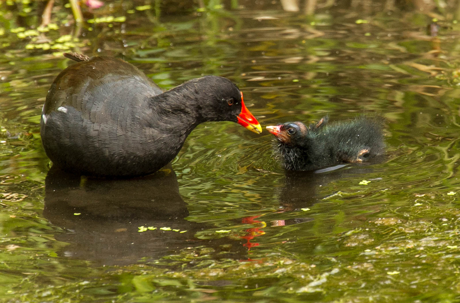 Canon EF 100-400mm F4.5-5.6L IS USM sample photo. Moorhen feeding chick photography