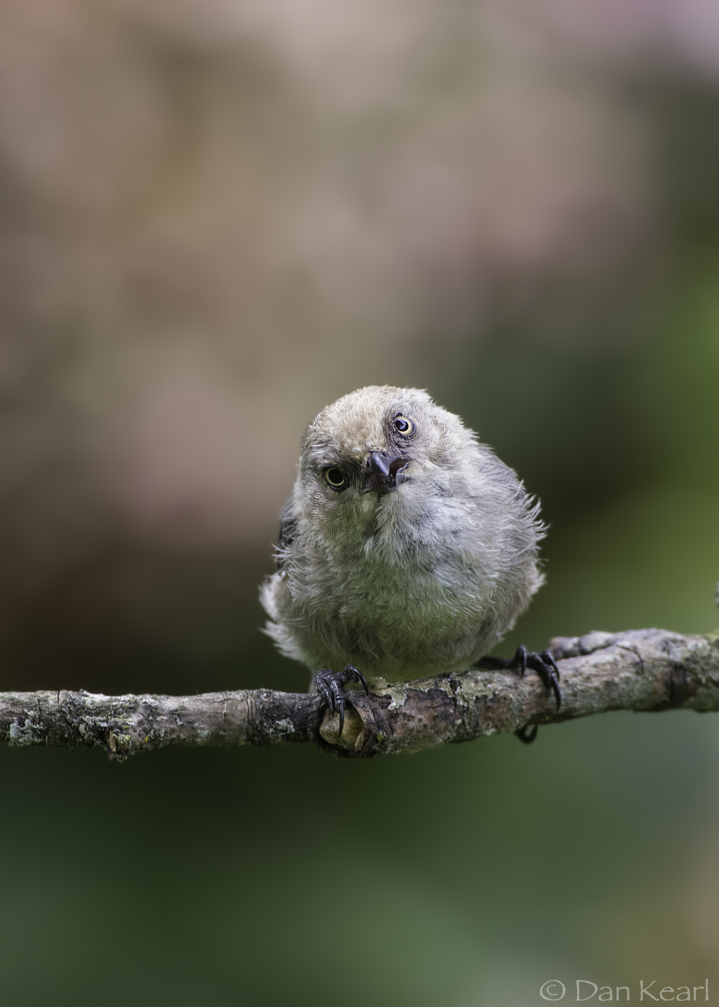 Nikon AF-S Nikkor 300mm F2.8G ED VR II sample photo. Angry bushtit. photography
