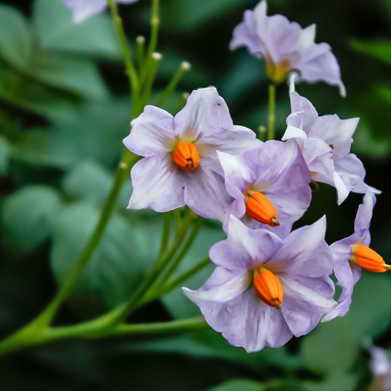 Canon EOS 80D + Canon EF-S 18-55mm F3.5-5.6 IS II sample photo. Close up macro of some plants photography