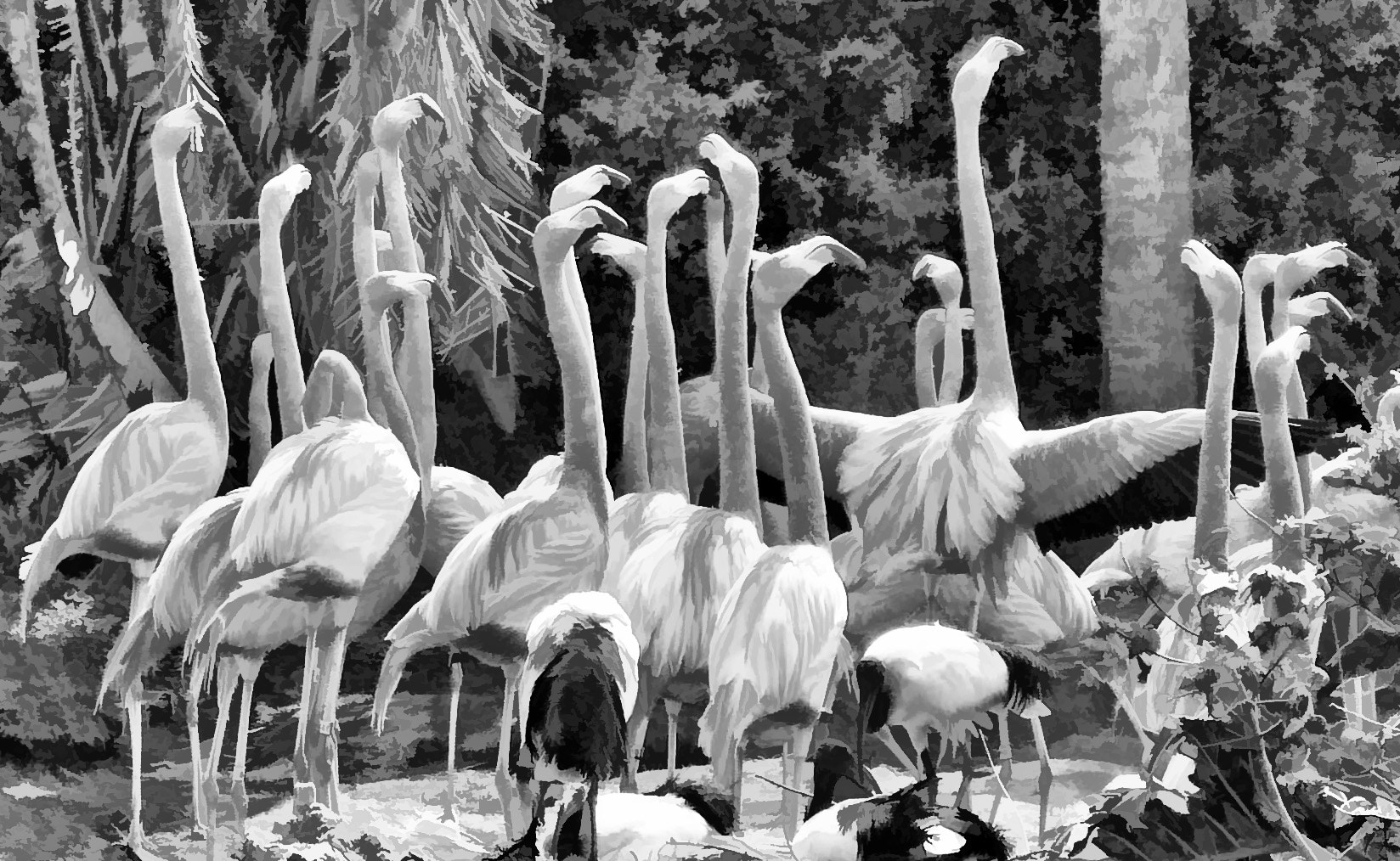 Kodak DX4330 DIGITAL CAMERA sample photo. Flamingo flamenco photography
