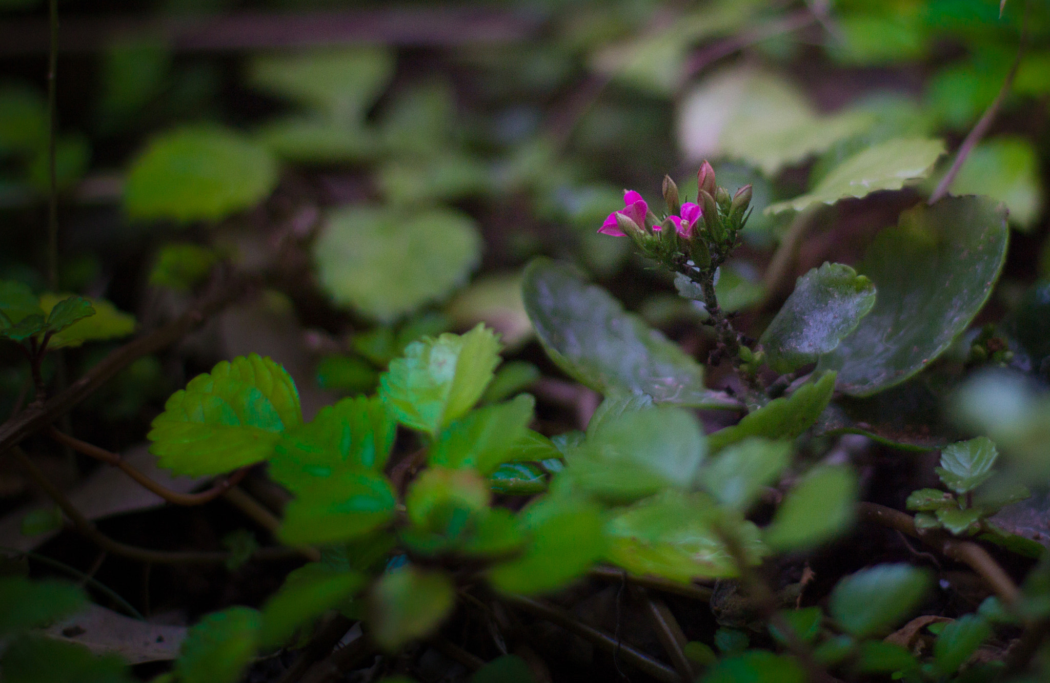 Canon EOS 1200D (EOS Rebel T5 / EOS Kiss X70 / EOS Hi) sample photo. Mini flowers photography