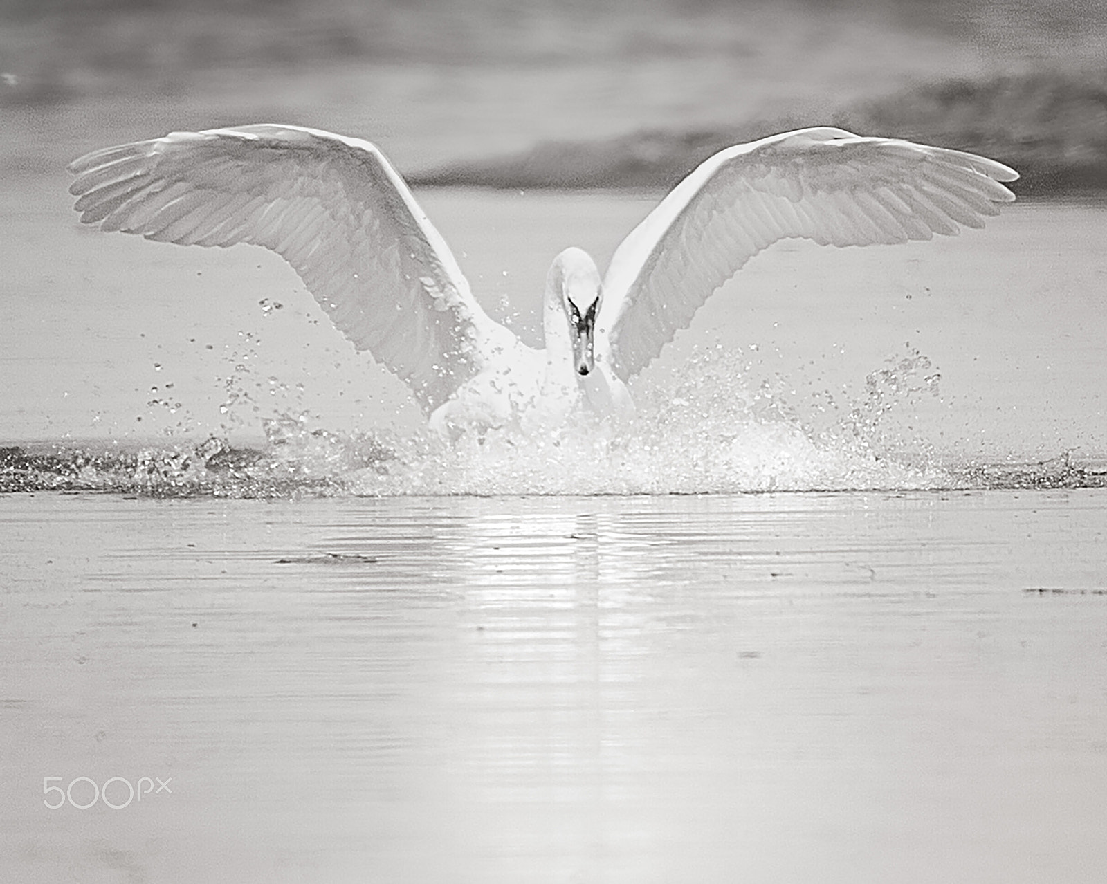150-600mm F5-6.3 DG OS HSM | Contemporary 015 sample photo. Swan in silver photography