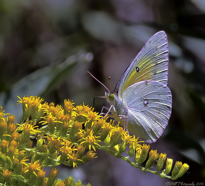 Sigma 18-250mm F3.5-6.3 DC OS HSM sample photo. Butterfly photography