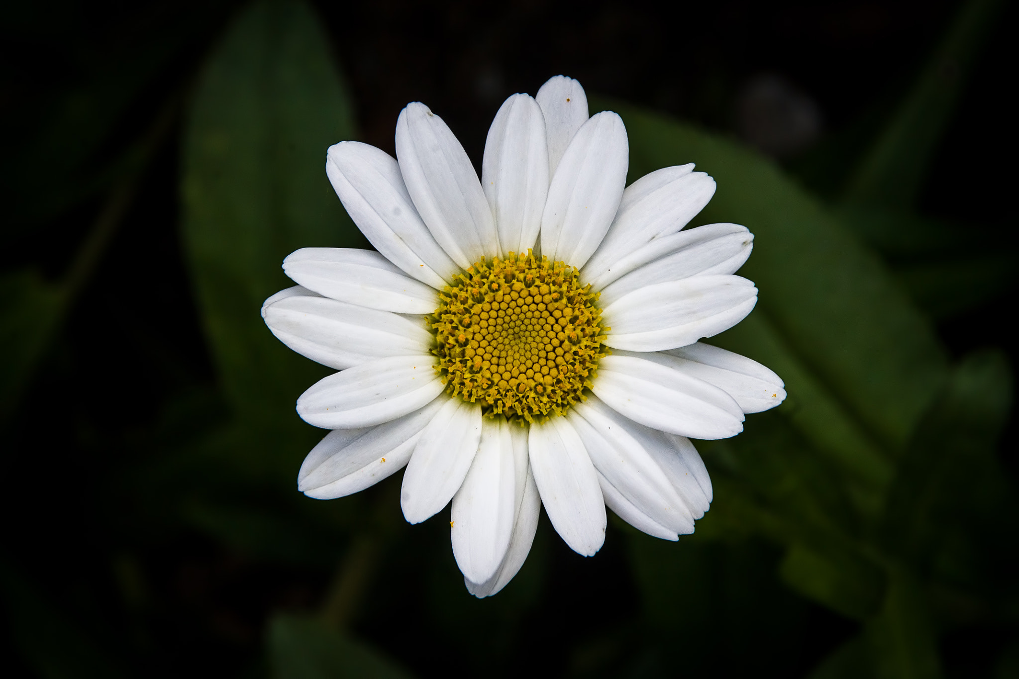Canon TS-E 90mm F2.8 Tilt-Shift sample photo. White flower photography