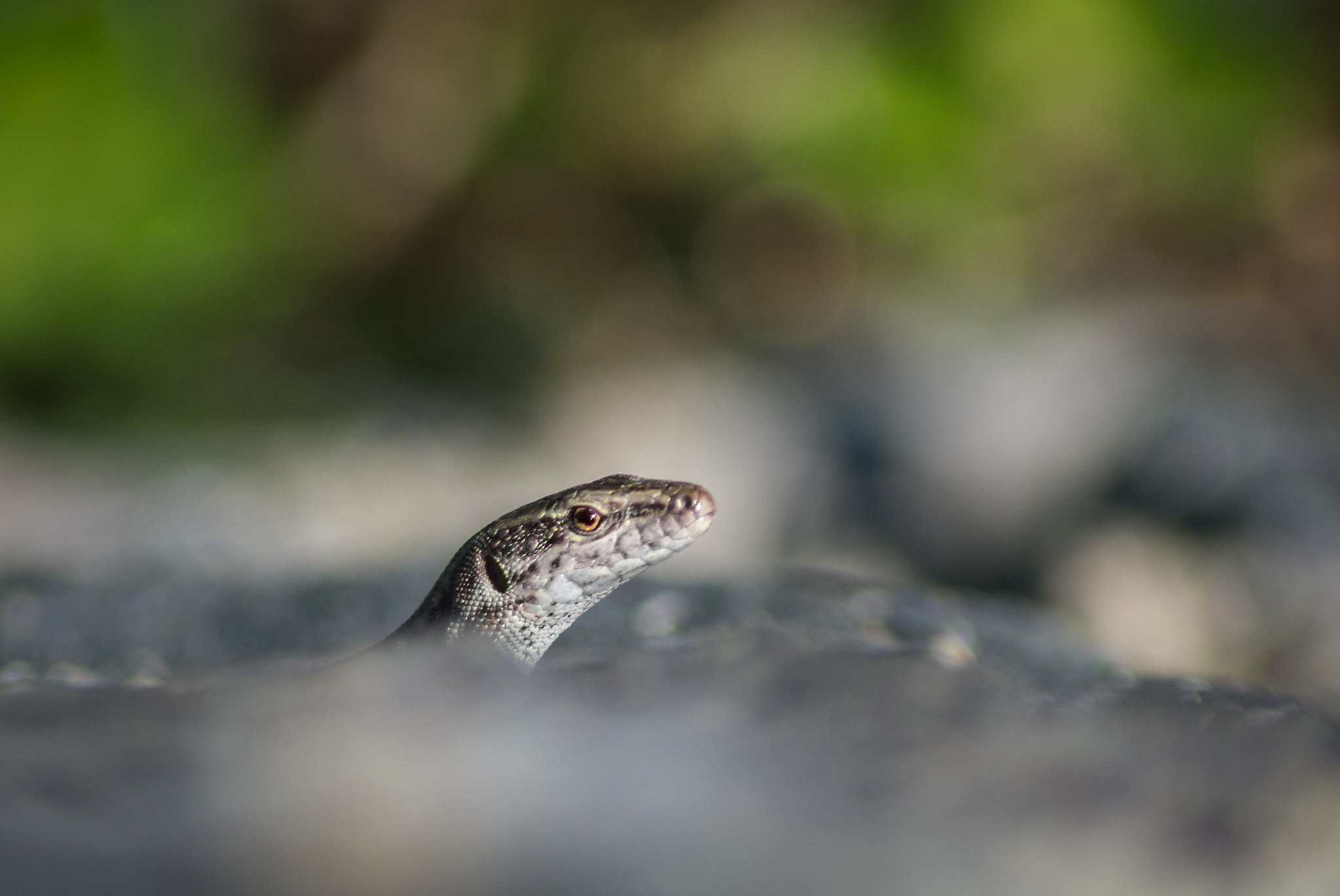 Tamron AF 70-300mm F4-5.6 Di LD Macro sample photo. Lizard photography