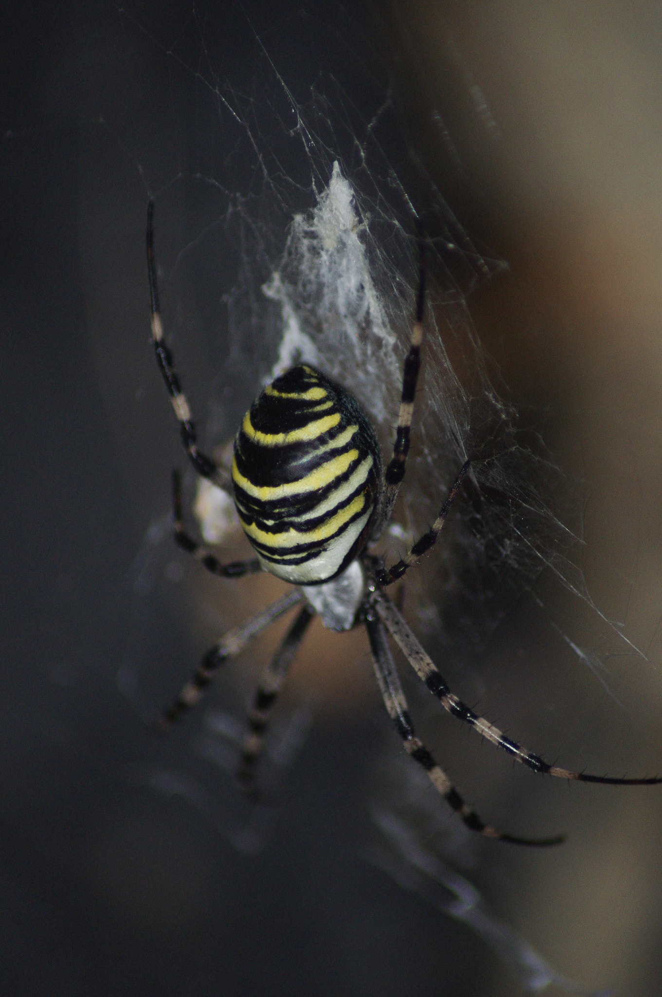 Pentax K-x + Tamron AF 70-300mm F4-5.6 Di LD Macro sample photo. Spyder photography