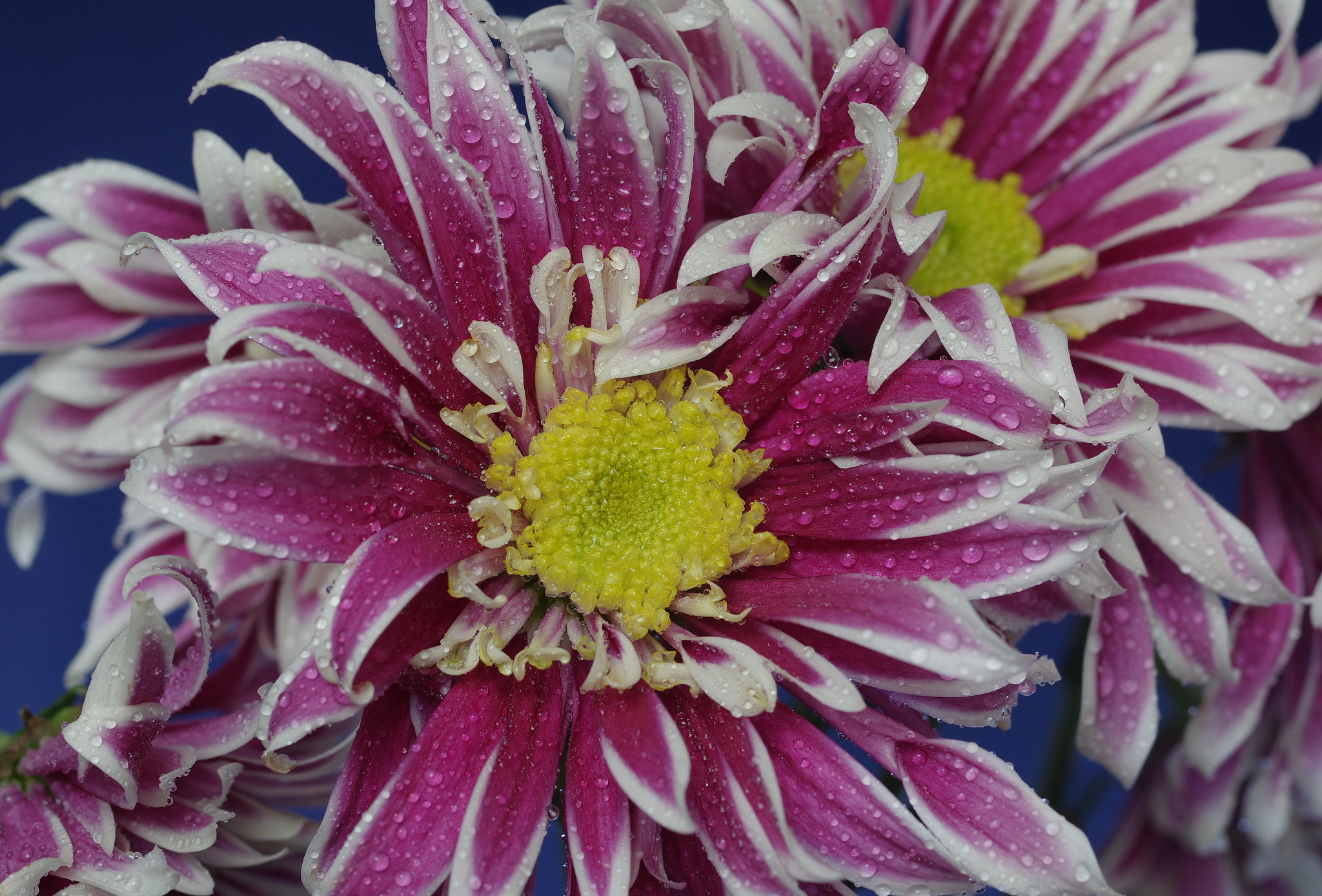 Pentax smc D-FA 50mm F2.8 Macro sample photo. Flower photography