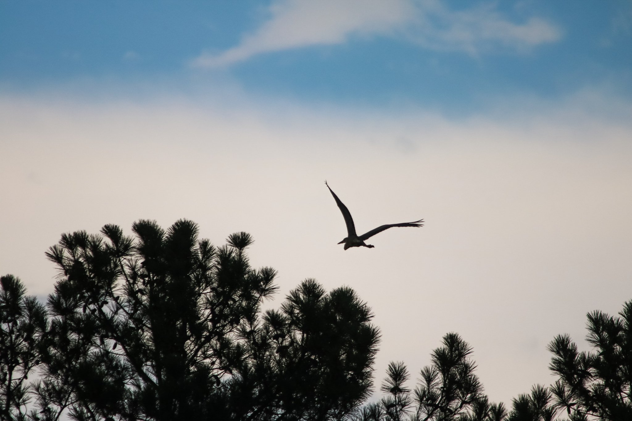 Canon EOS 760D (EOS Rebel T6s / EOS 8000D) + Canon 200-500mm sample photo. Blue heron flying into the sunset photography