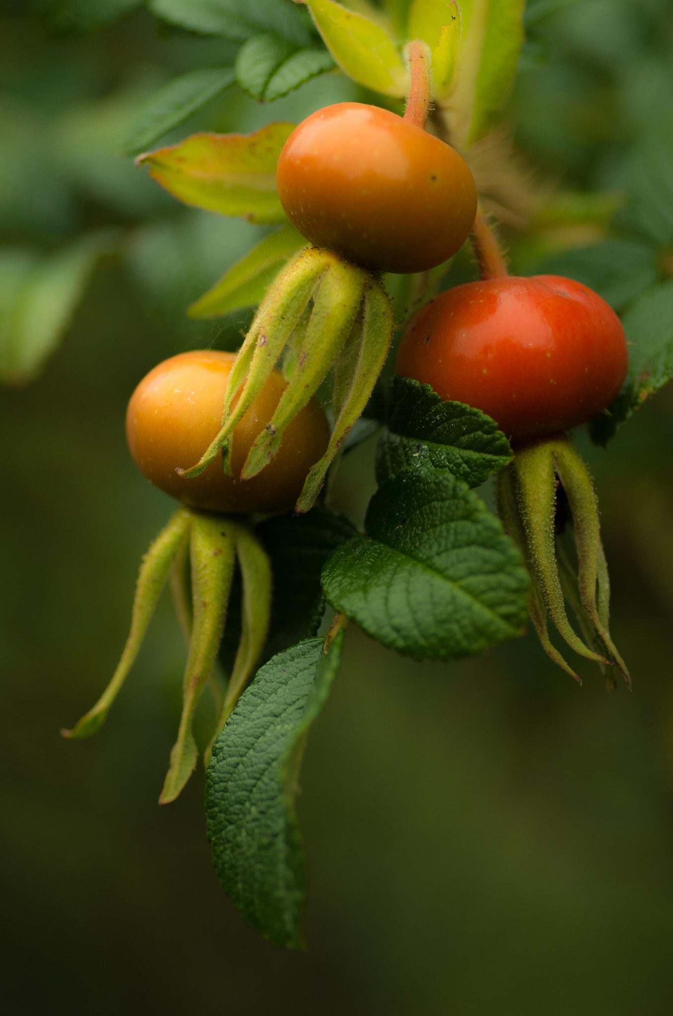 Pentax smc D-FA 100mm F2.8 Macro WR sample photo. Rugosa hip photography