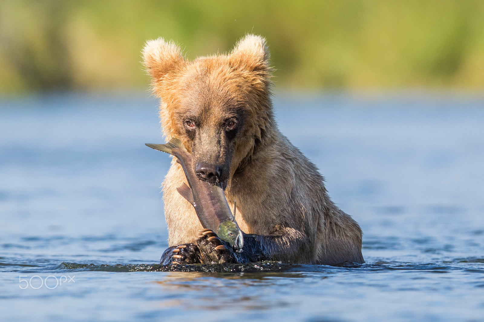 Canon EF 600mm F4L IS II USM sample photo. Bear with salmon photography