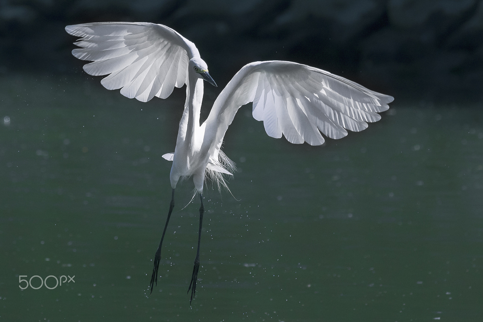 Nikon AF-S Nikkor 400mm F2.8G ED VR II sample photo. Edit photography
