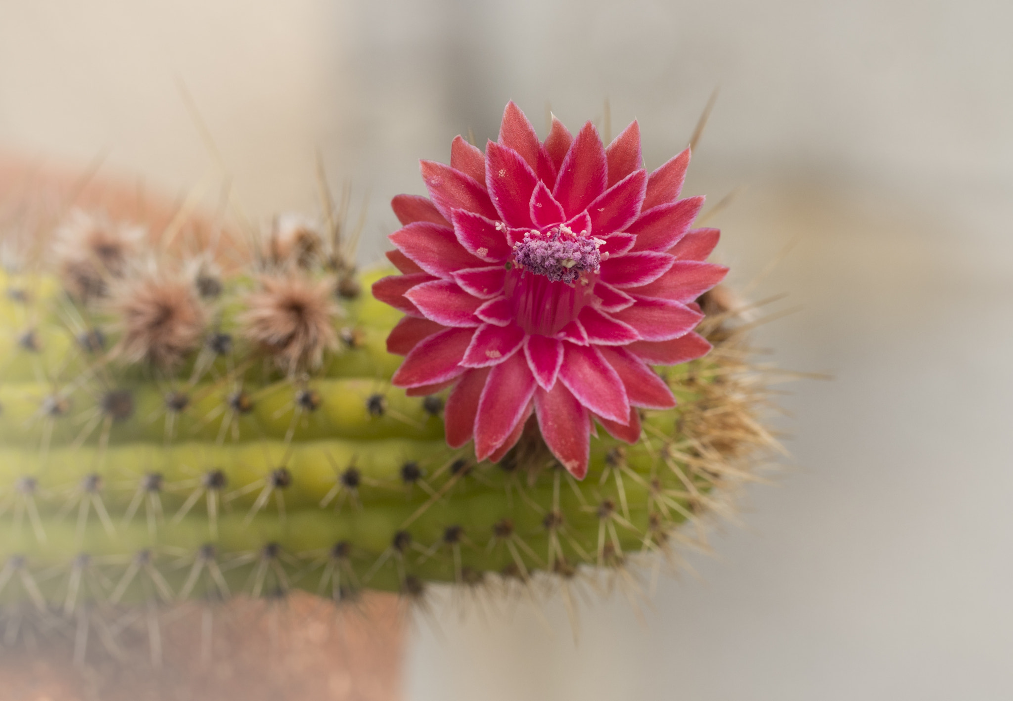 Canon EF 100mm F2.8L Macro IS USM sample photo. Cactus flower photography