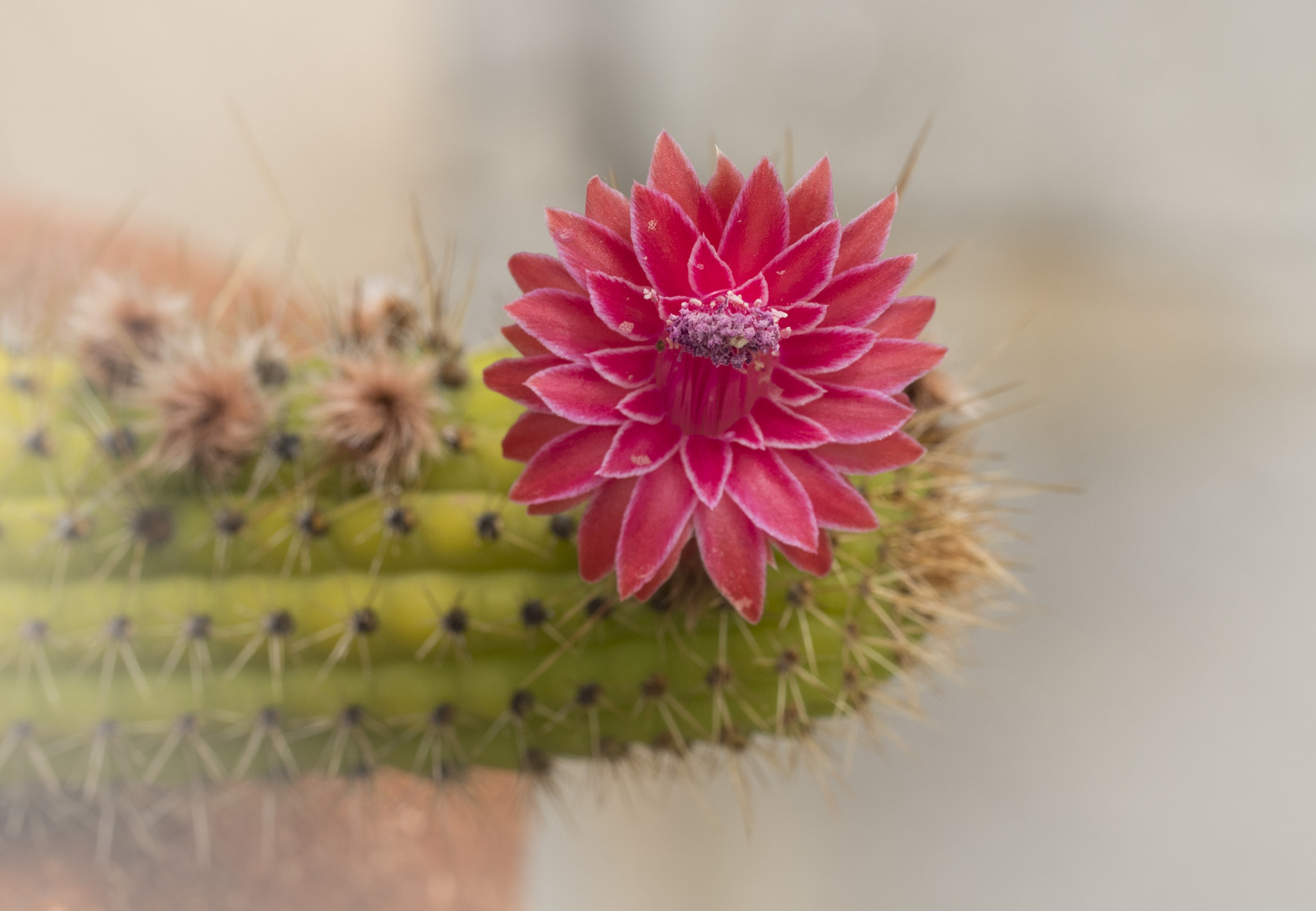 Panasonic Lumix DMC-GH4 + Canon EF 100mm F2.8L Macro IS USM sample photo. Cactus flower photography