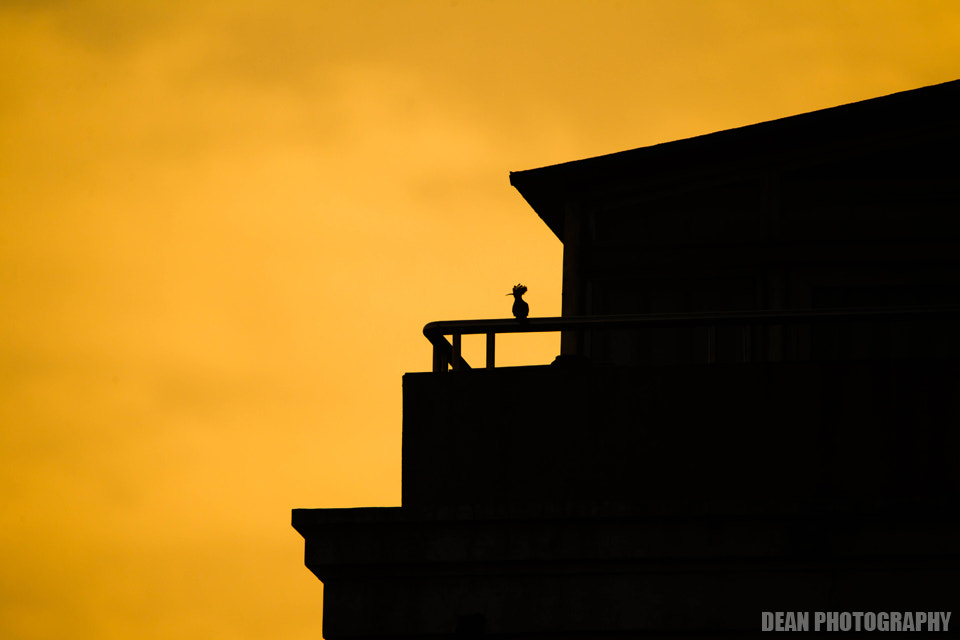 Canon EOS-1D Mark IV sample photo. Condescending photography