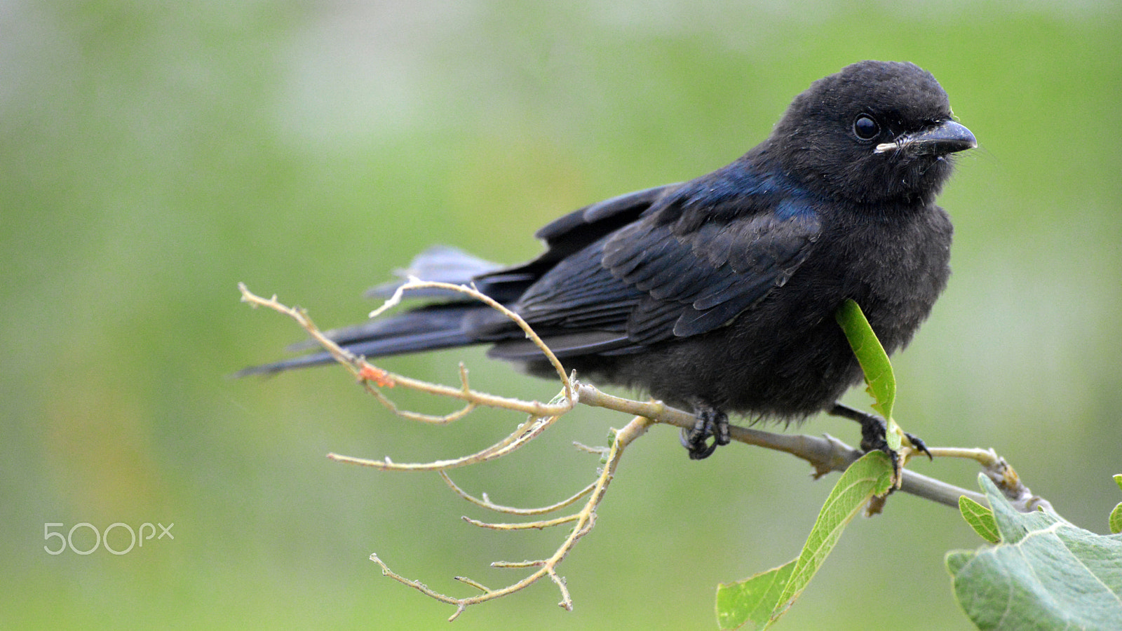 Nikon D3200 + Nikon AF-S Nikkor 600mm F4D ED-IF II sample photo. Baby ashy drongo photography