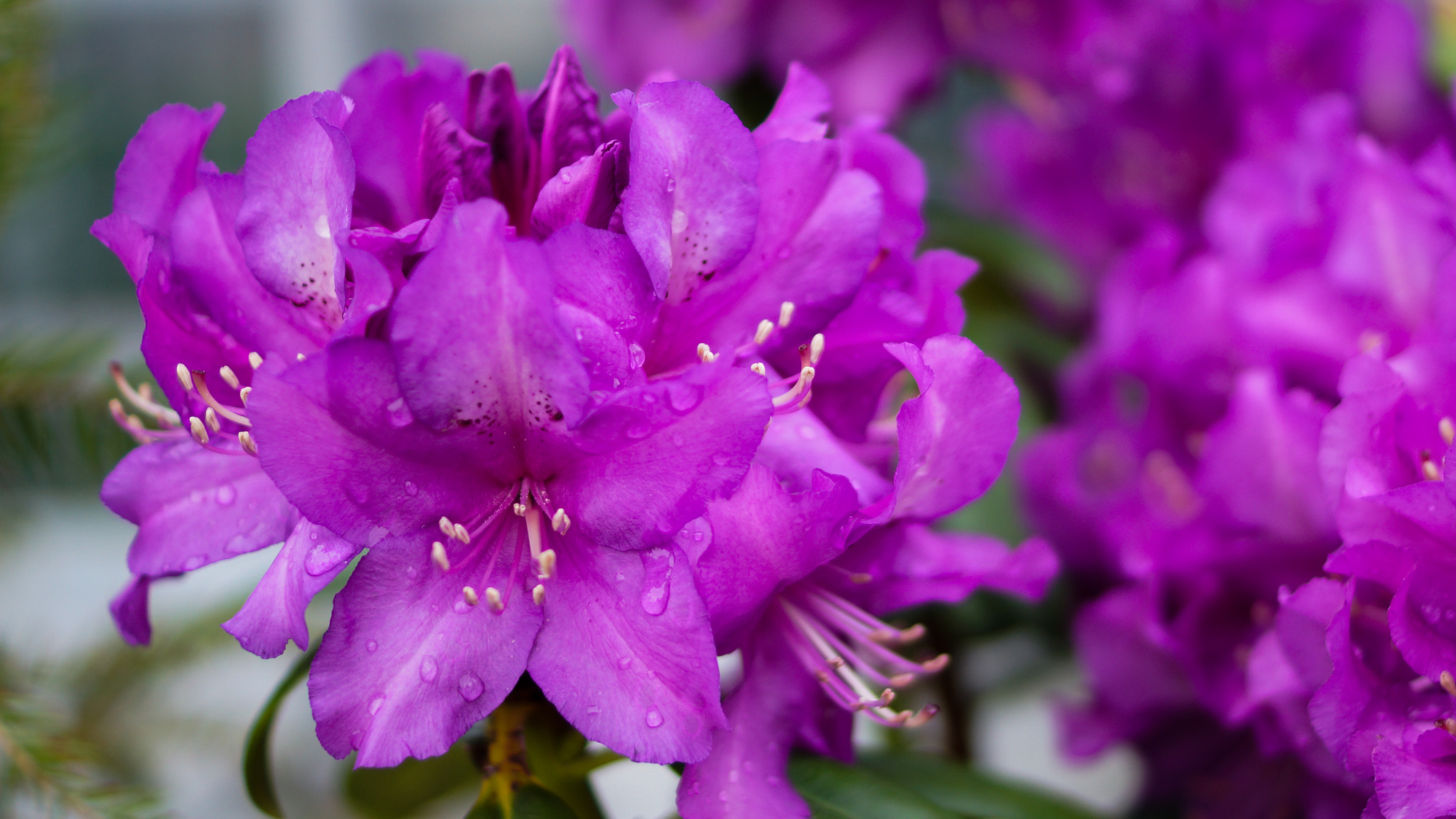 Sony SLT-A77 + Sony DT 35mm F1.8 SAM sample photo. Purple success photography