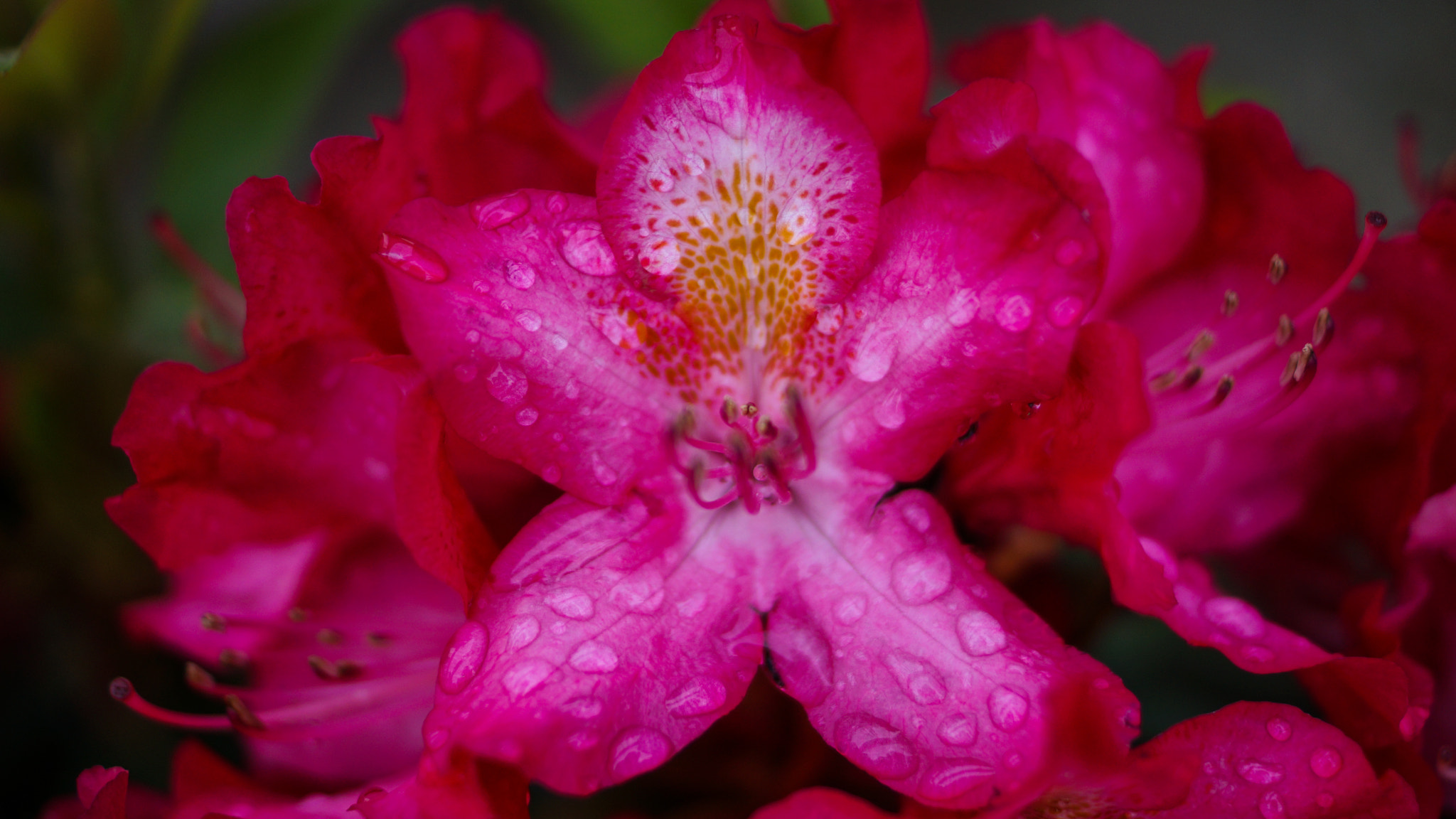 Sony SLT-A77 + Sony DT 35mm F1.8 SAM sample photo. Fire of june photography