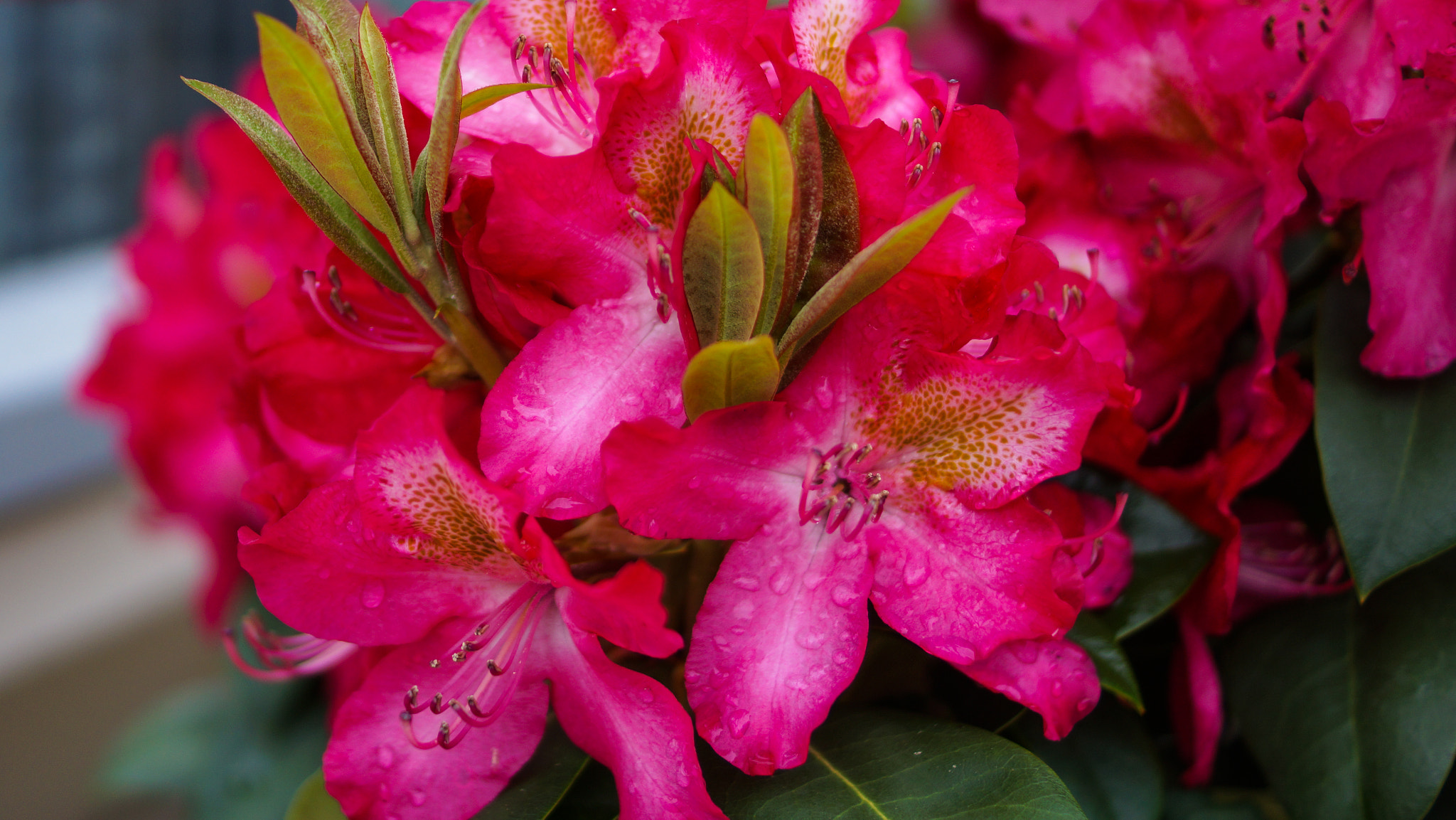 Sony SLT-A77 + Sony DT 35mm F1.8 SAM sample photo. Fire of june photography