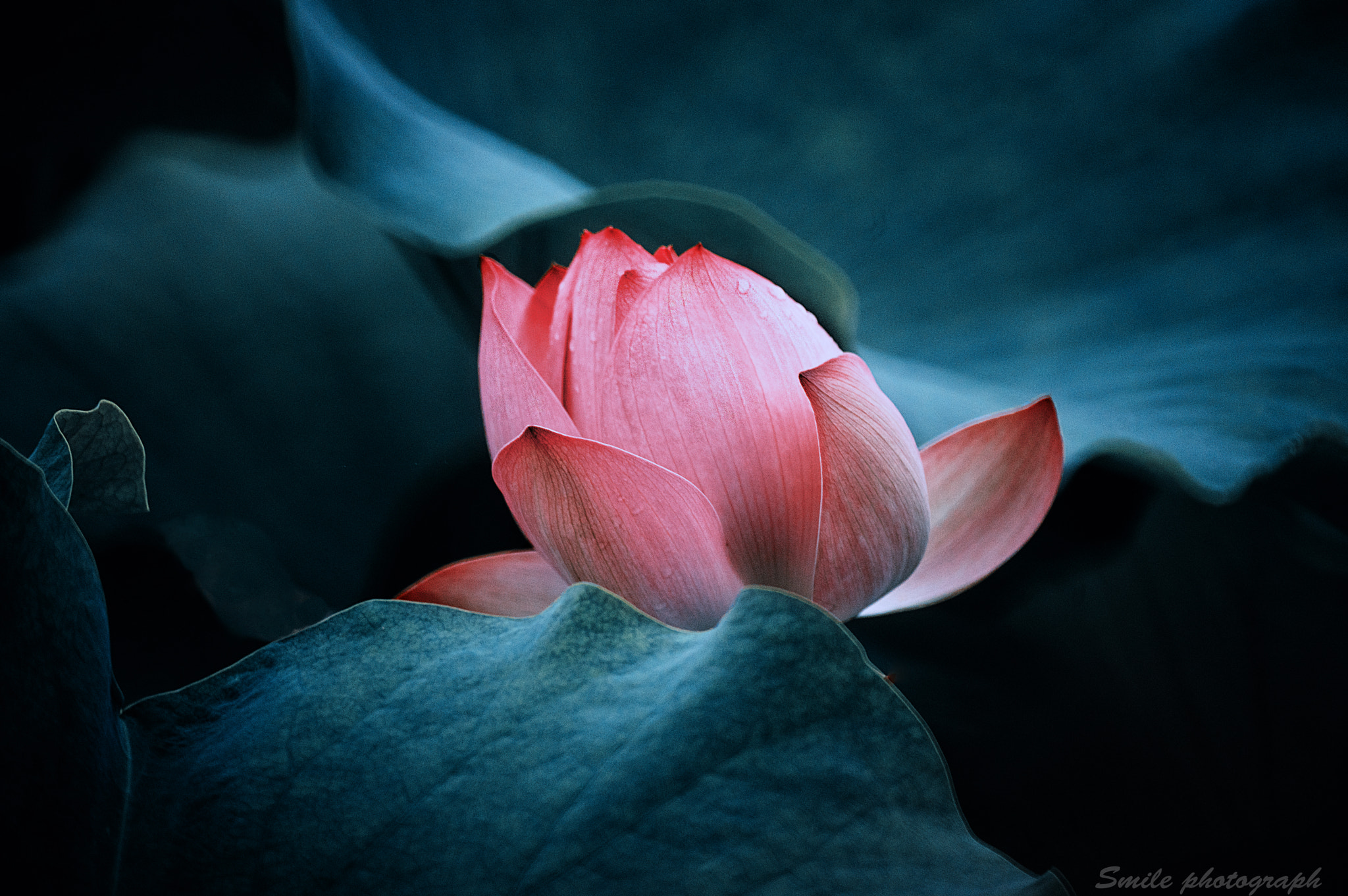 Sony 500mm F8 Reflex sample photo