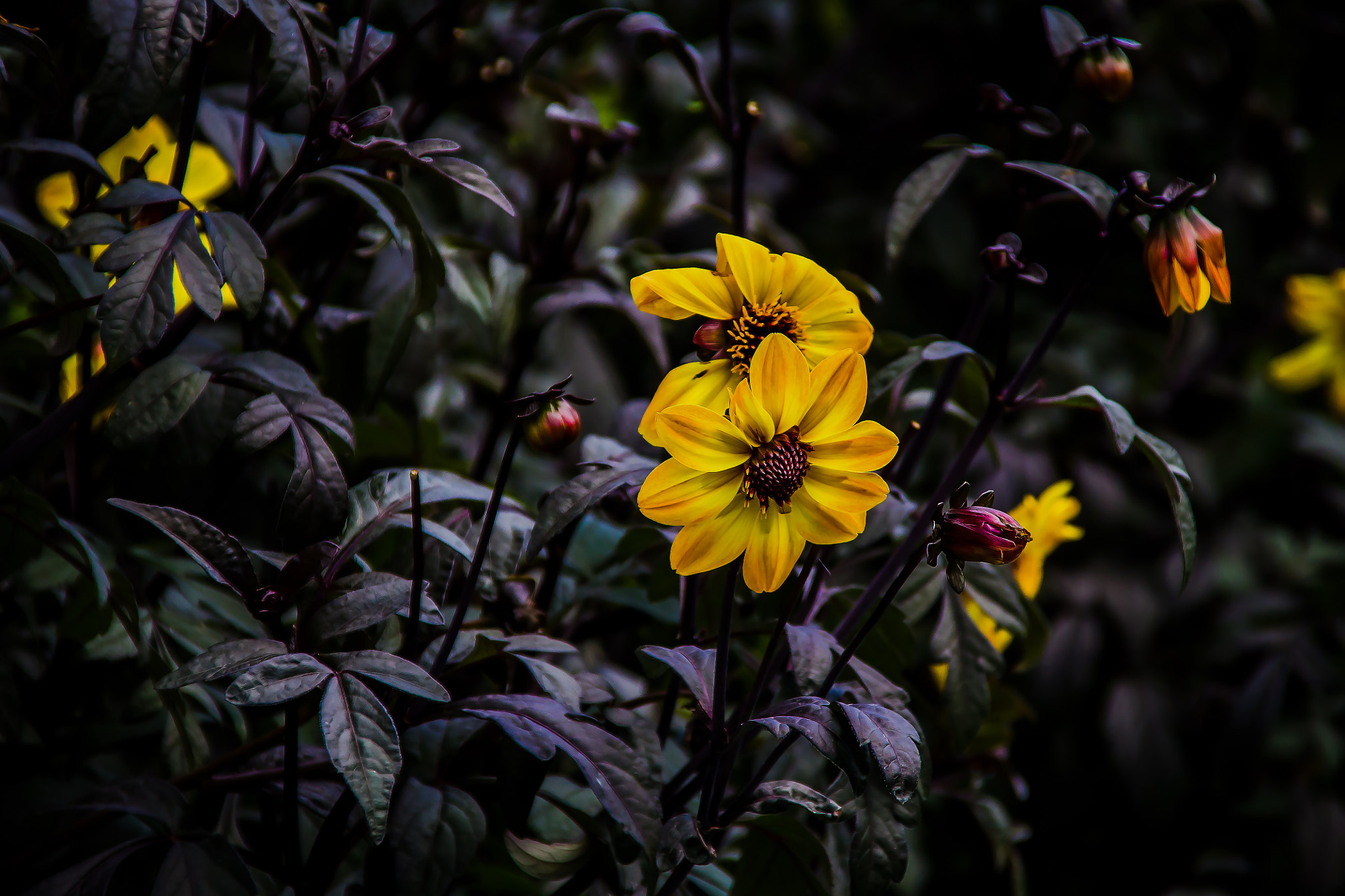 Canon TS-E 90mm F2.8 Tilt-Shift sample photo. Yellow flower with dark background photography
