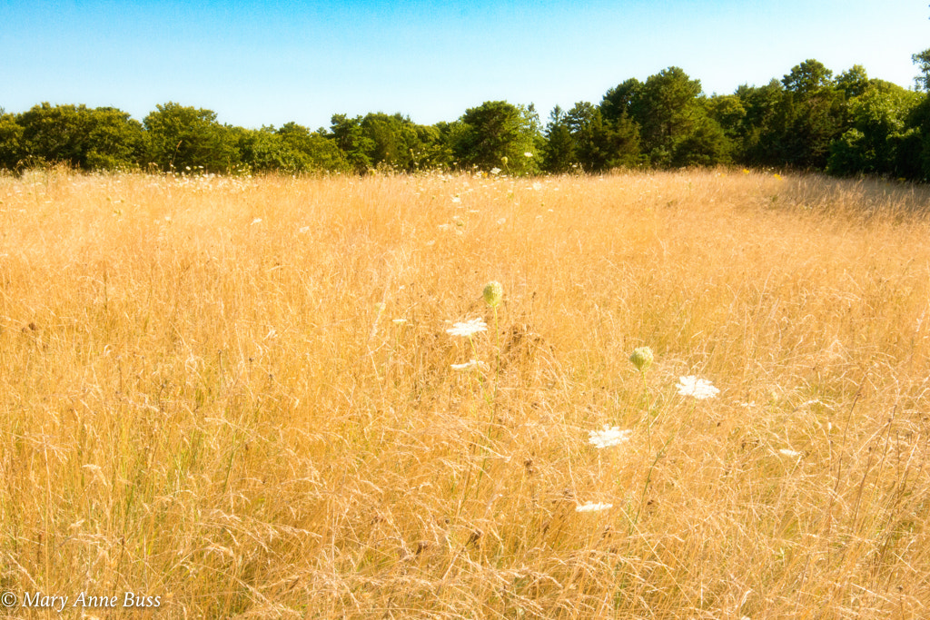 Canon EOS 70D + Canon EF 16-35mm F4L IS USM sample photo. Field photography