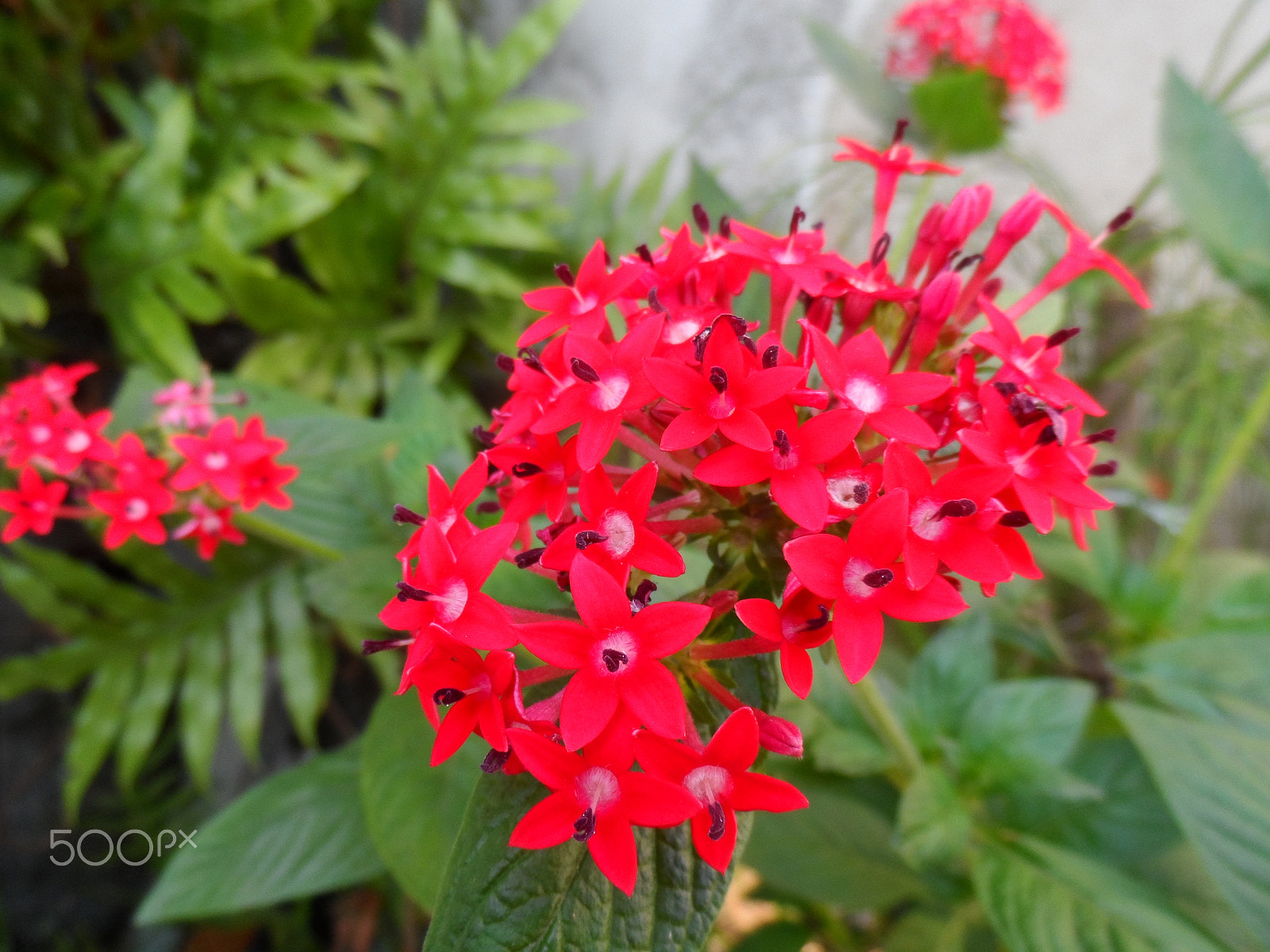 Samsung WB150 / WB150F / WB152 / WB152F / WB151 sample photo. Red flower photography
