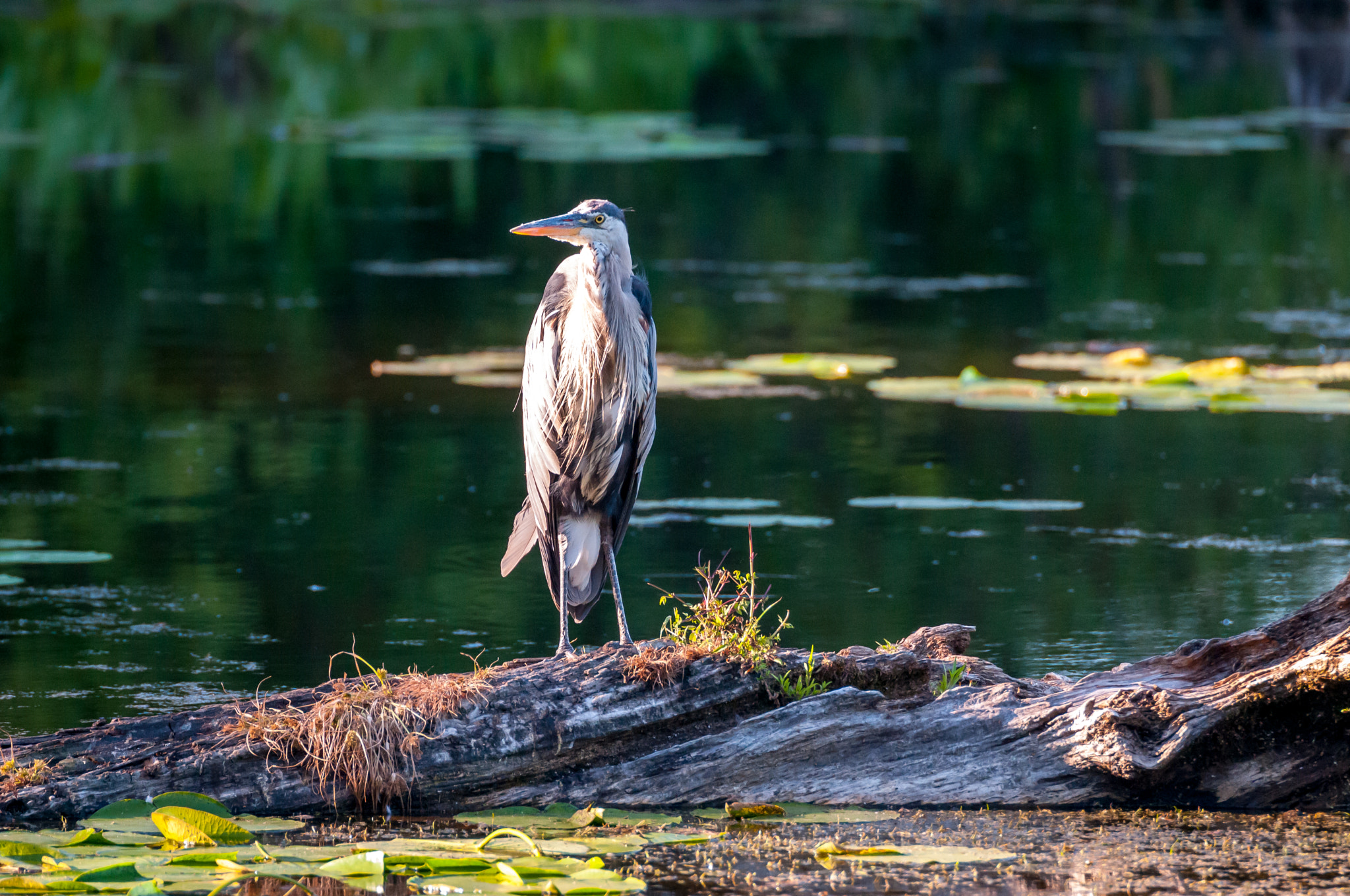 Nikon D300 sample photo. Mud lake photography
