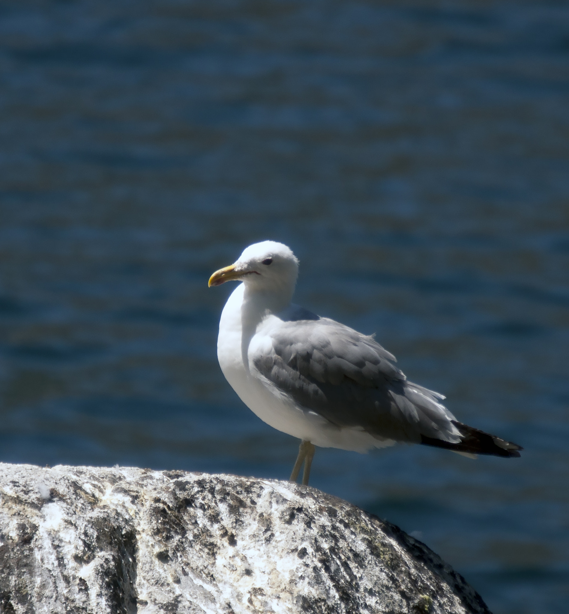 Nikon D5000 sample photo. Seagull photography