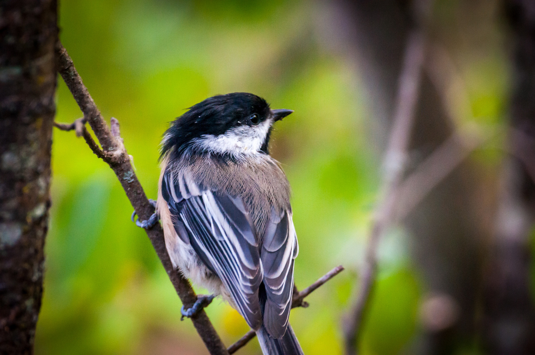 Nikon D300 sample photo. Mud lake photography