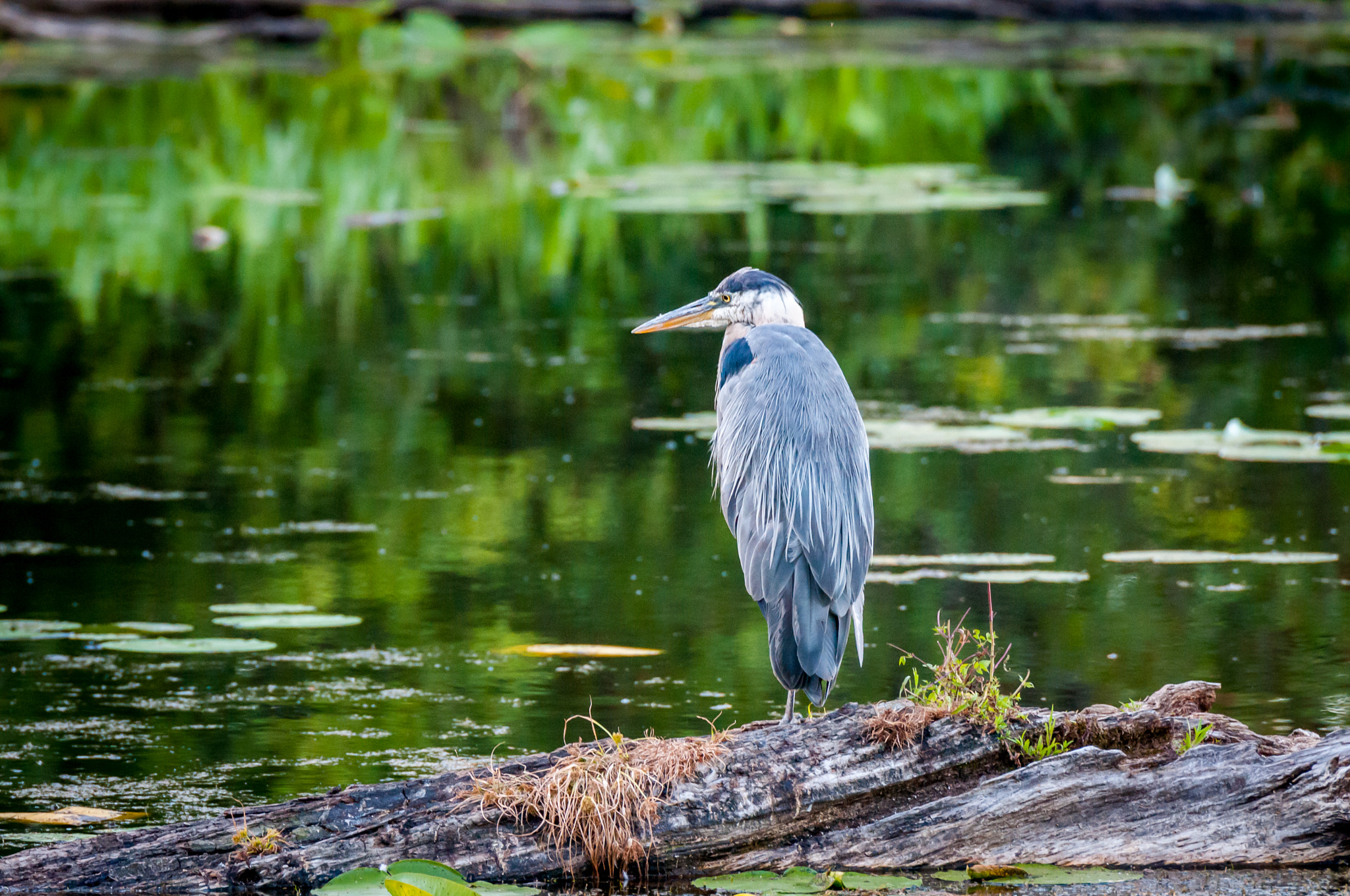 Nikon D300 sample photo. Mud lake photography