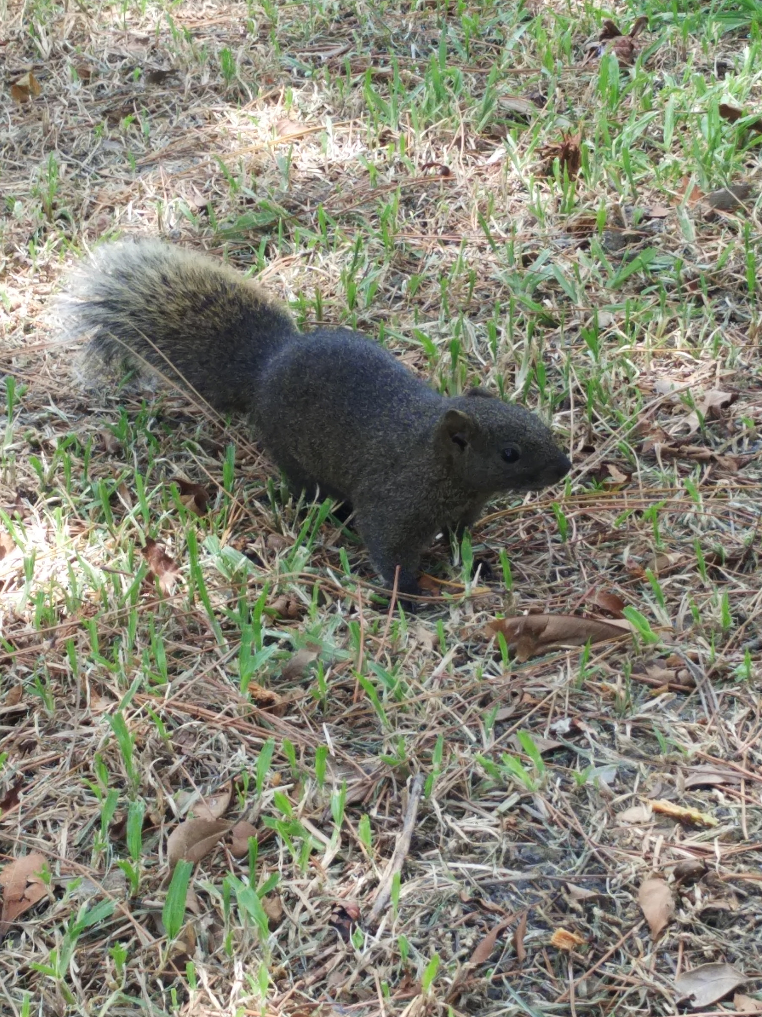 Xiaomi MI NOTE Pro sample photo. Squirrel photography