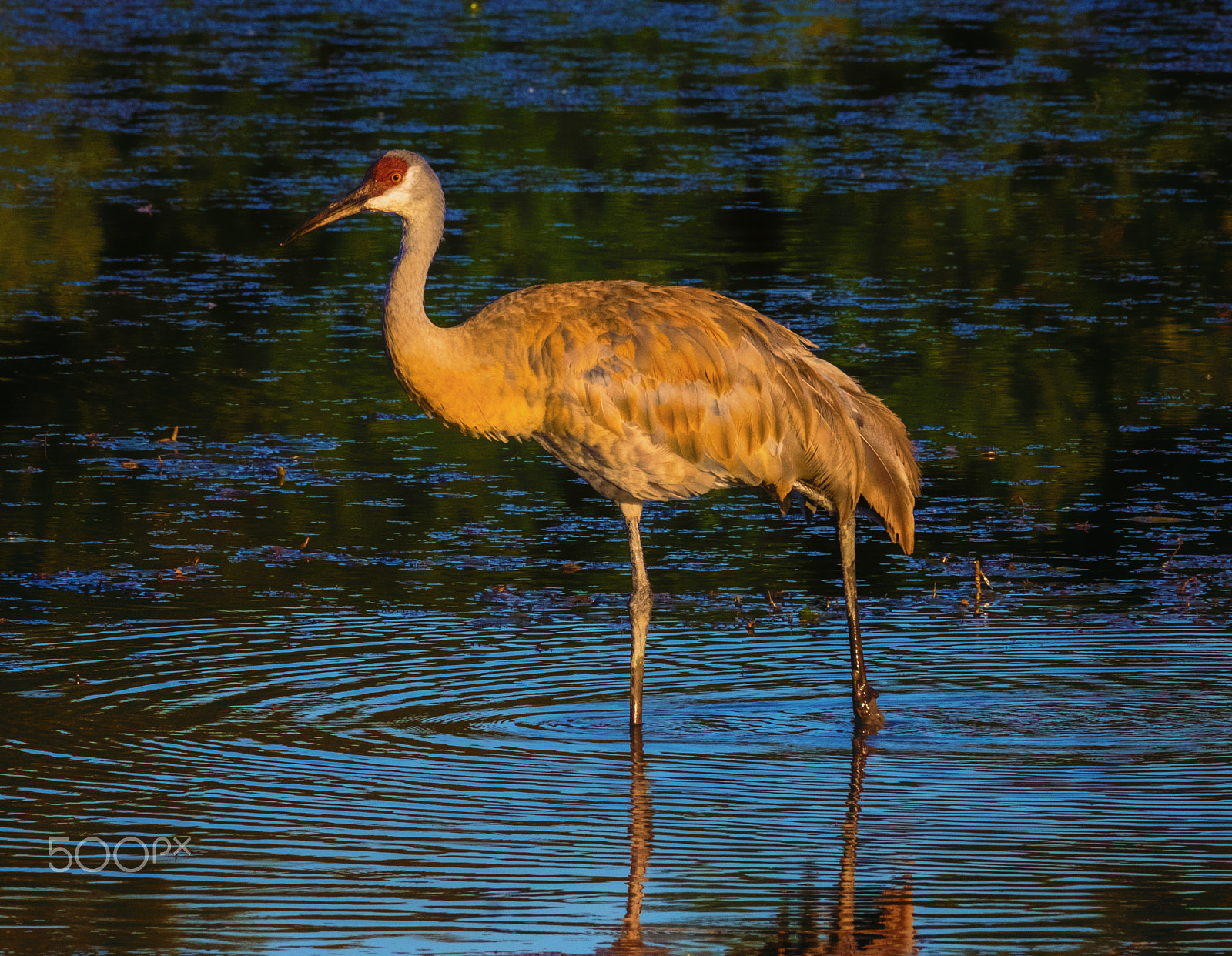 Fujifilm XF 100-400mm F4.5-5.6 R LM OIS WR sample photo. Sandhill crane photography