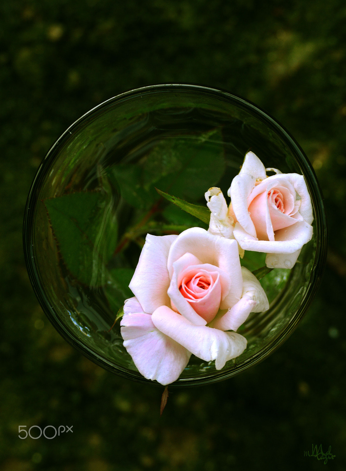 AF Zoom-Nikkor 28-100mm f/3.5-5.6G sample photo. Rose water photography